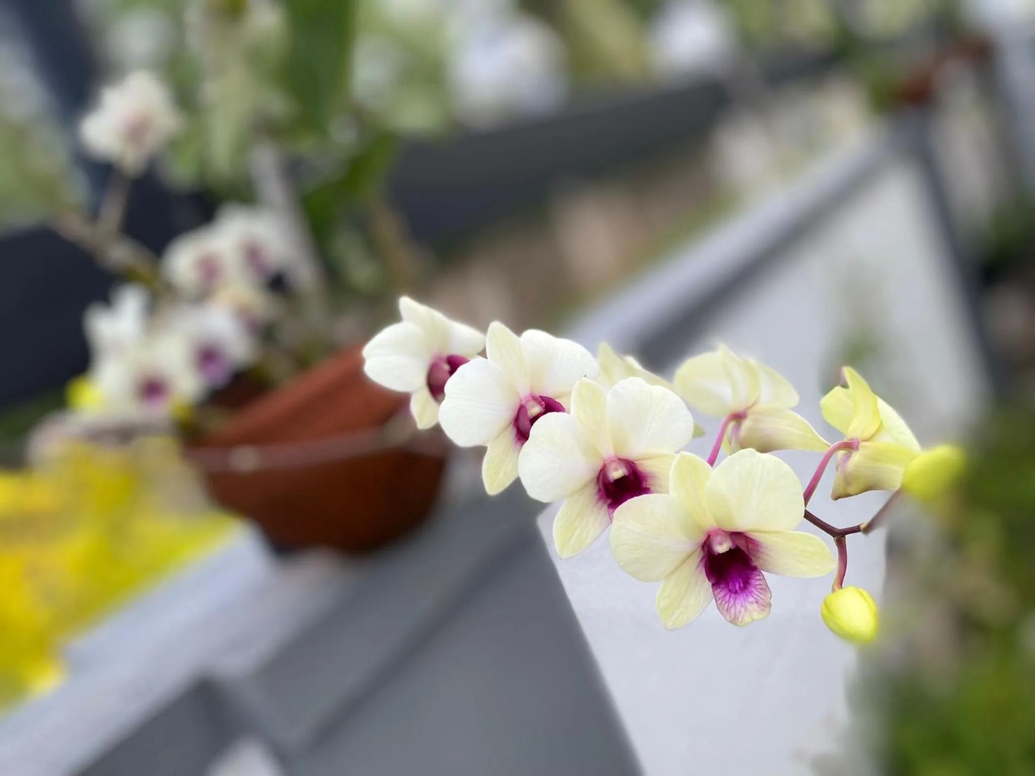 Garden in Airport Faith Hotel