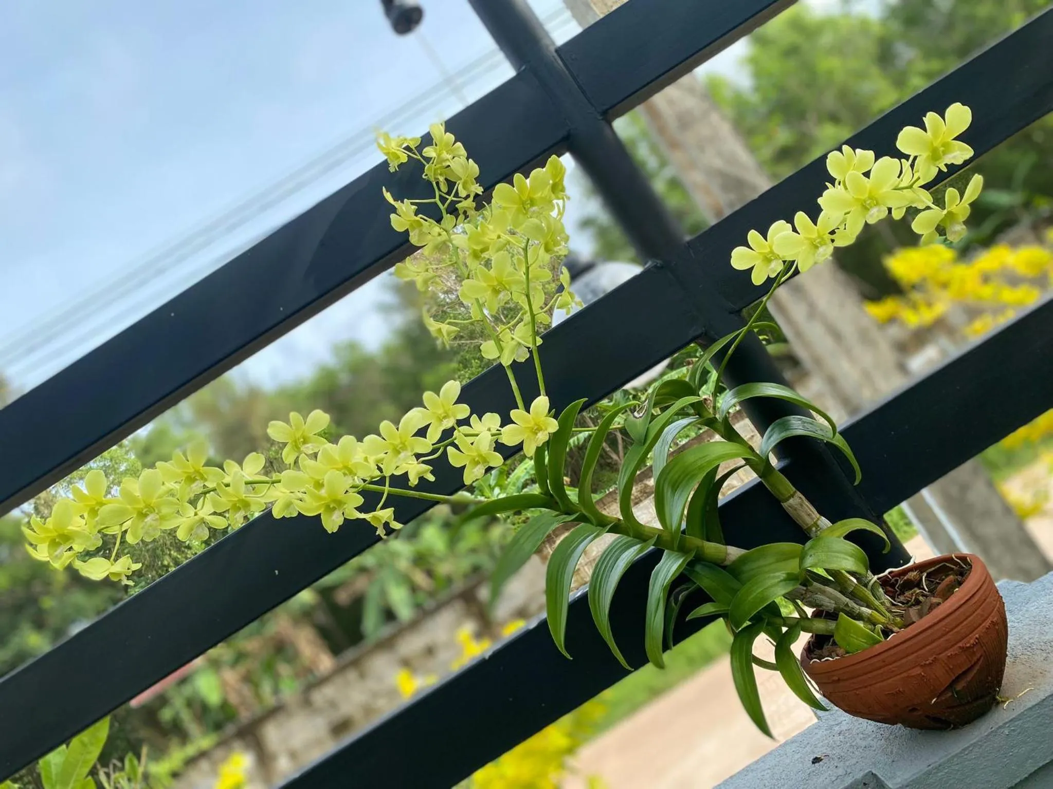 Garden in Airport Faith Hotel