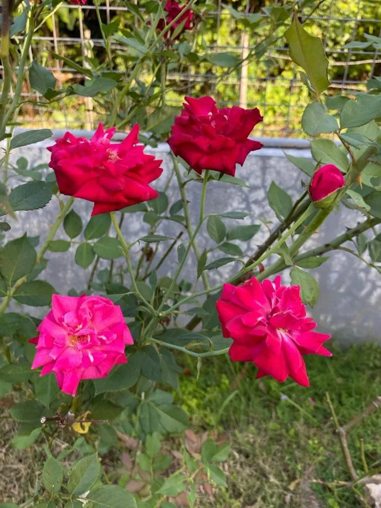 Garden in Malipaj Apartments