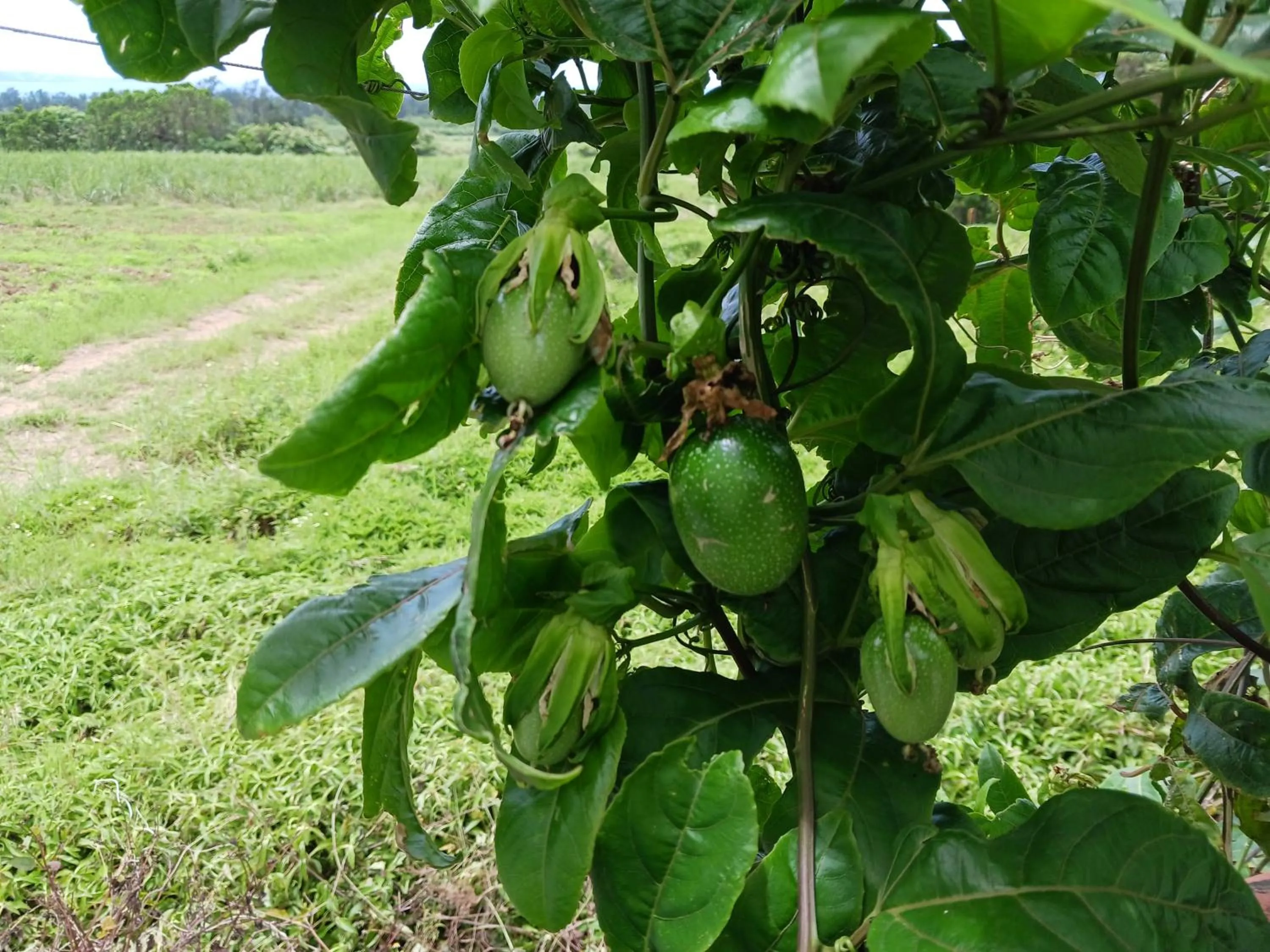 Day in そよ旅 Soyotabi