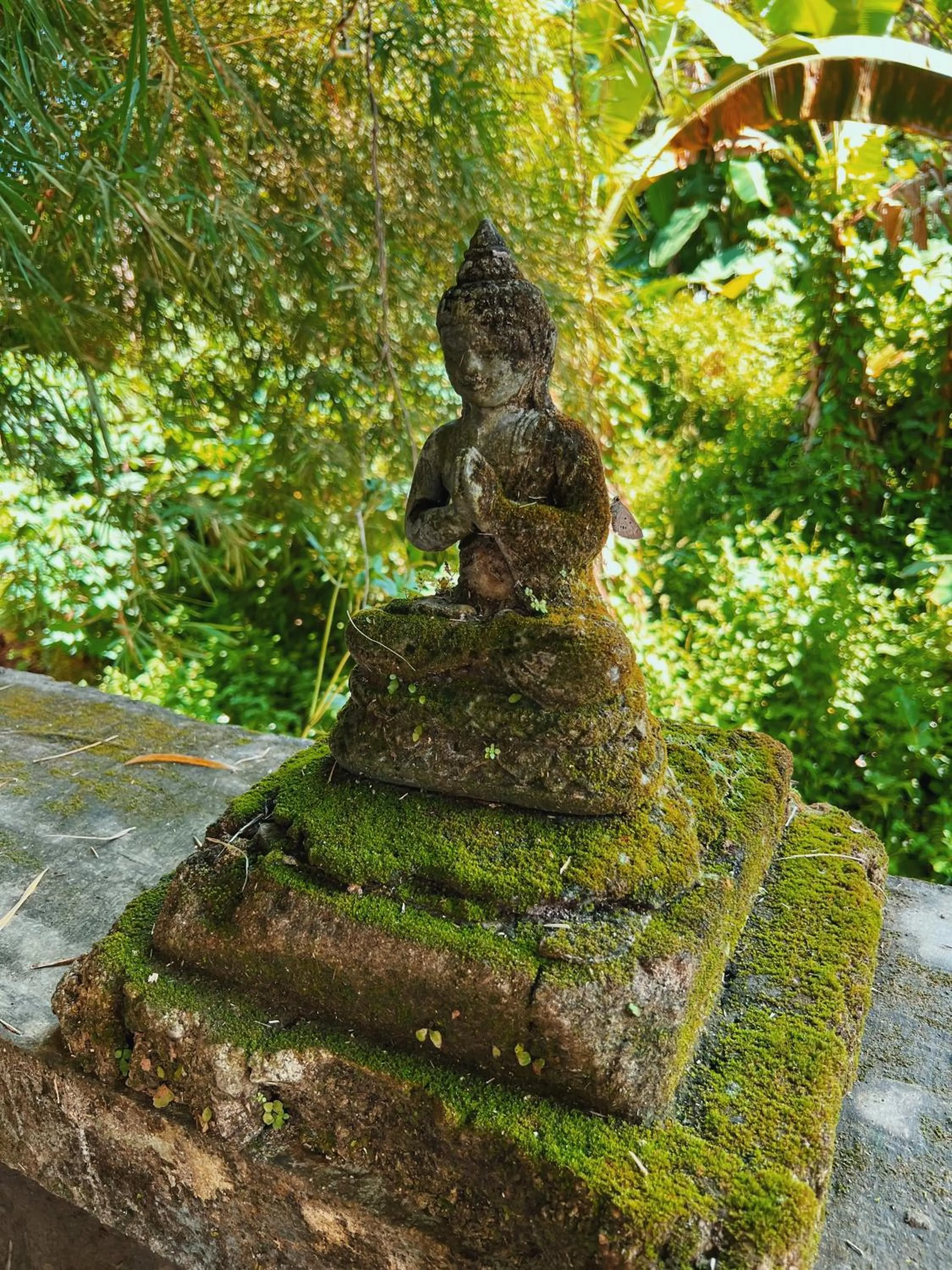 Garden in Villa Neshama