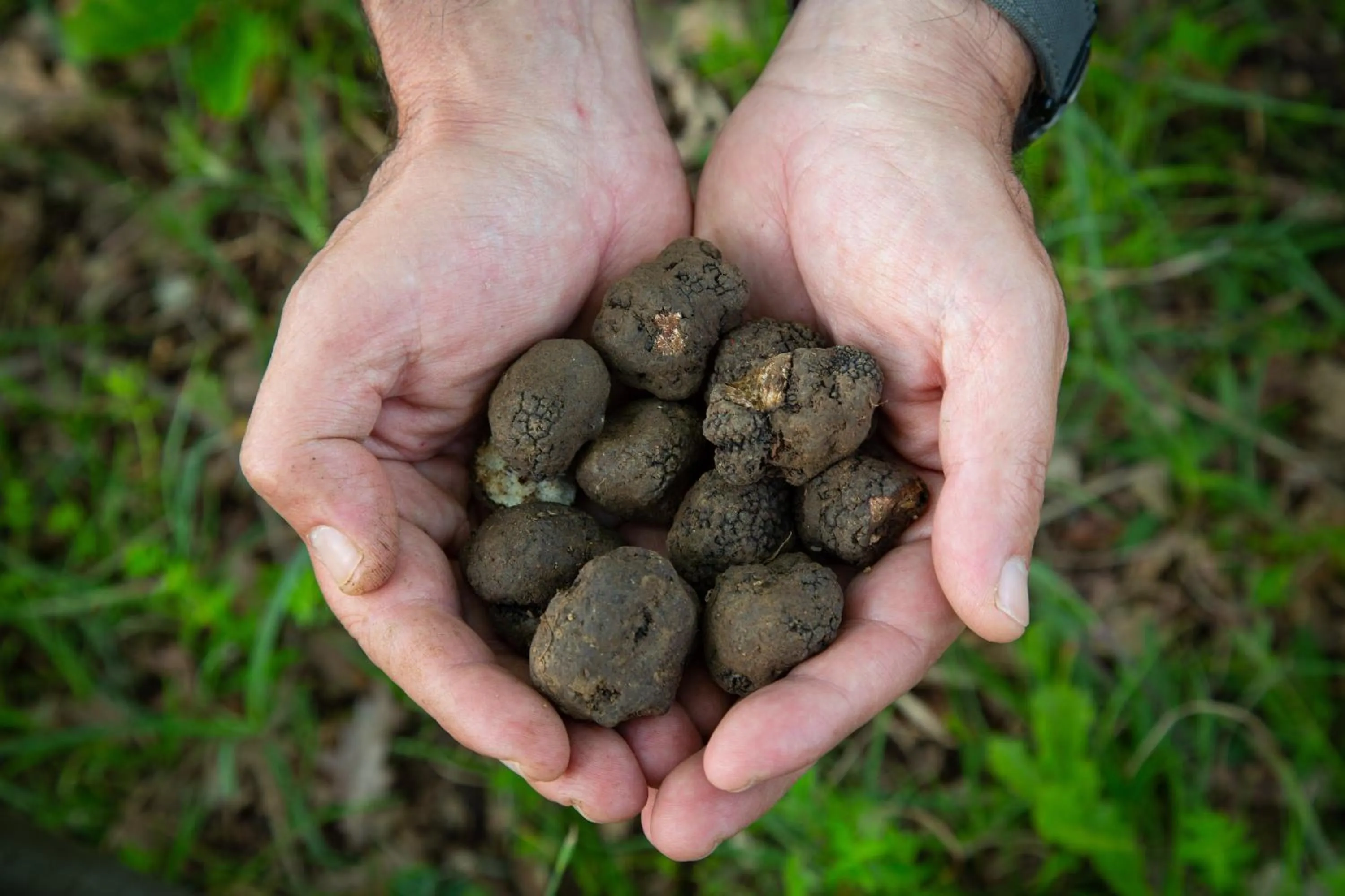 Activities in Agriturismo Borgo Scaffaia