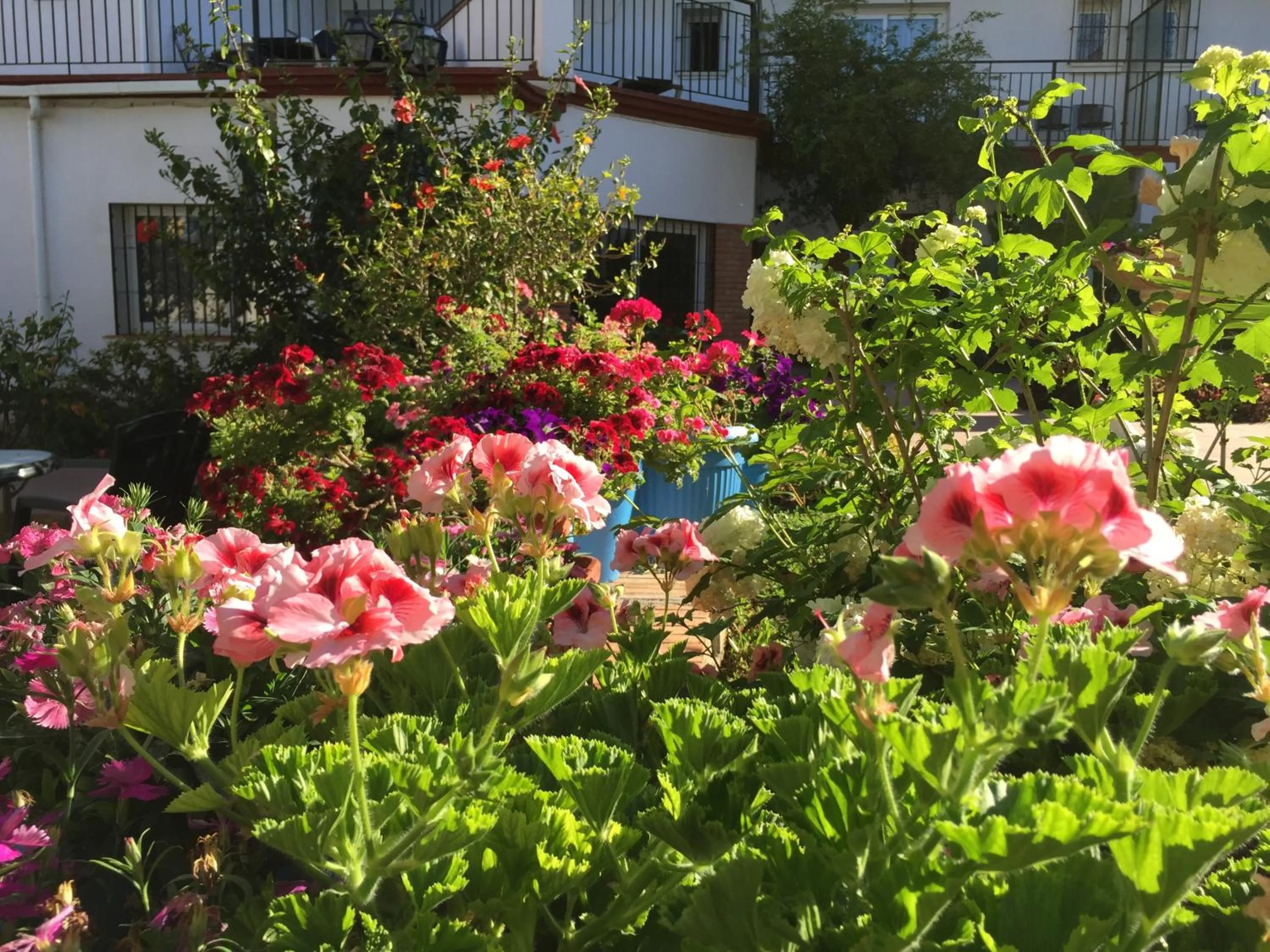 Garden in Hotel Carmen Teresa