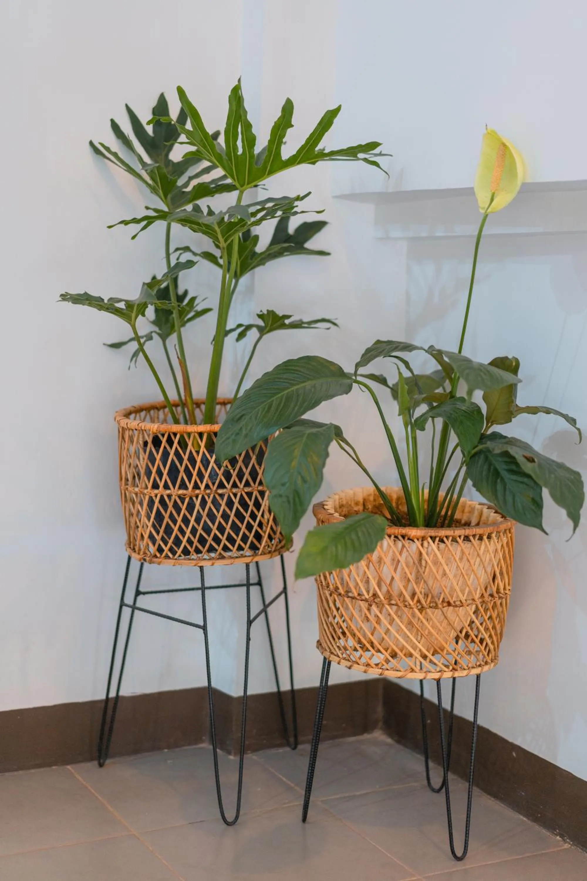 Island Wanderers Inn