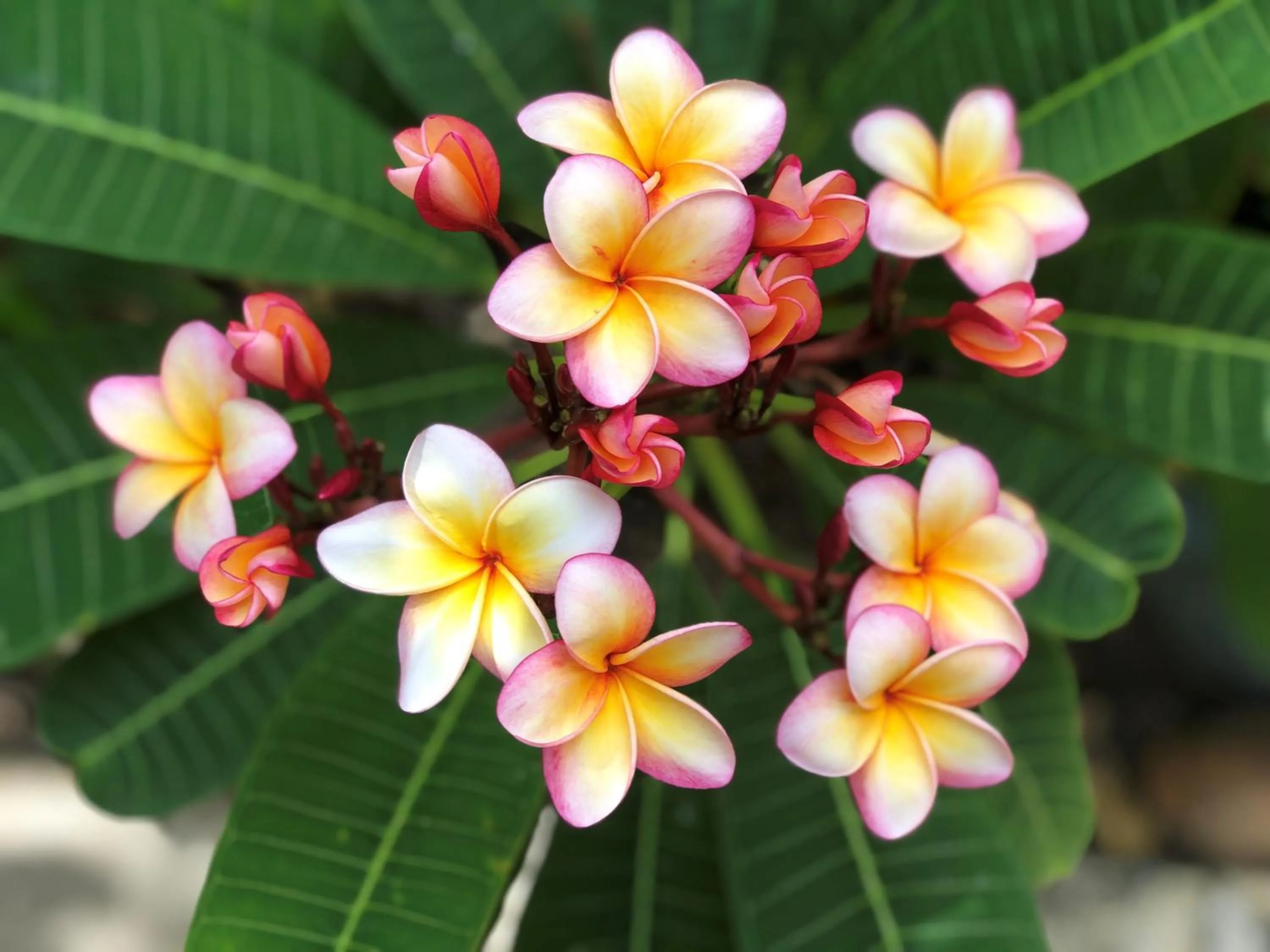 Garden in Coral Cove Inn