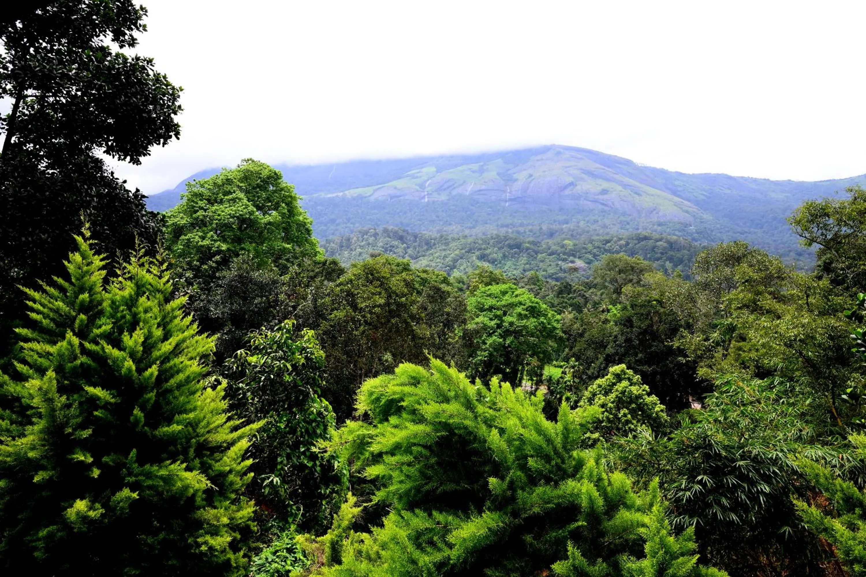 Natural landscape in Spring Muunnar, Munnar