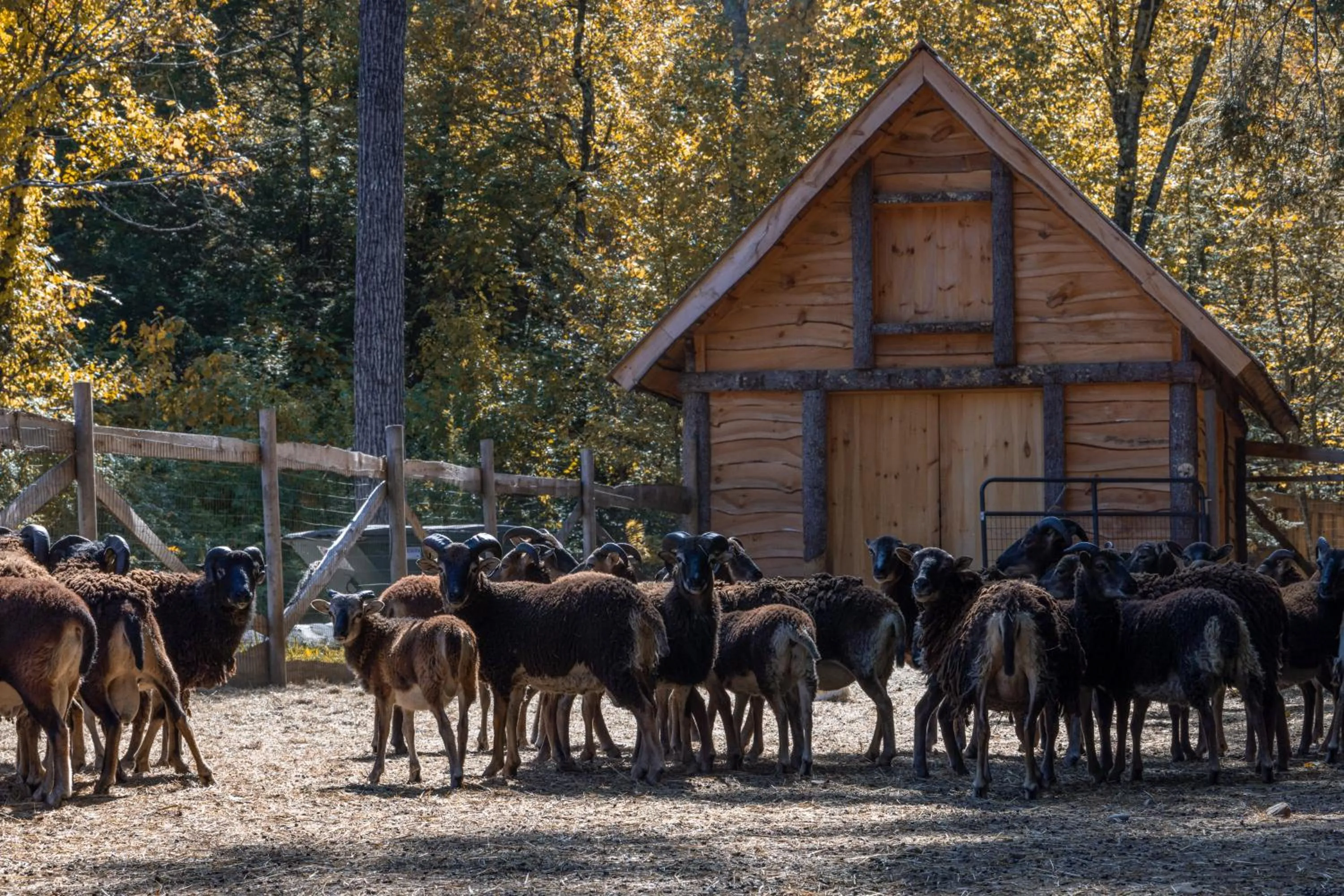 Animals in Vikings Villages Resort