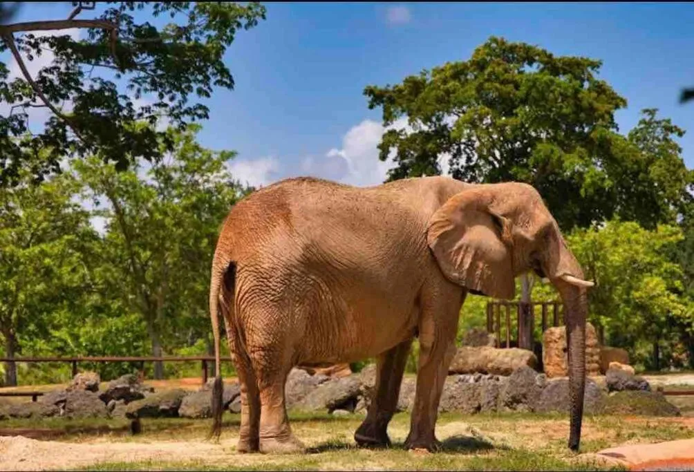 Animals in Amazing & cozy Duplex near Zoo Miami !