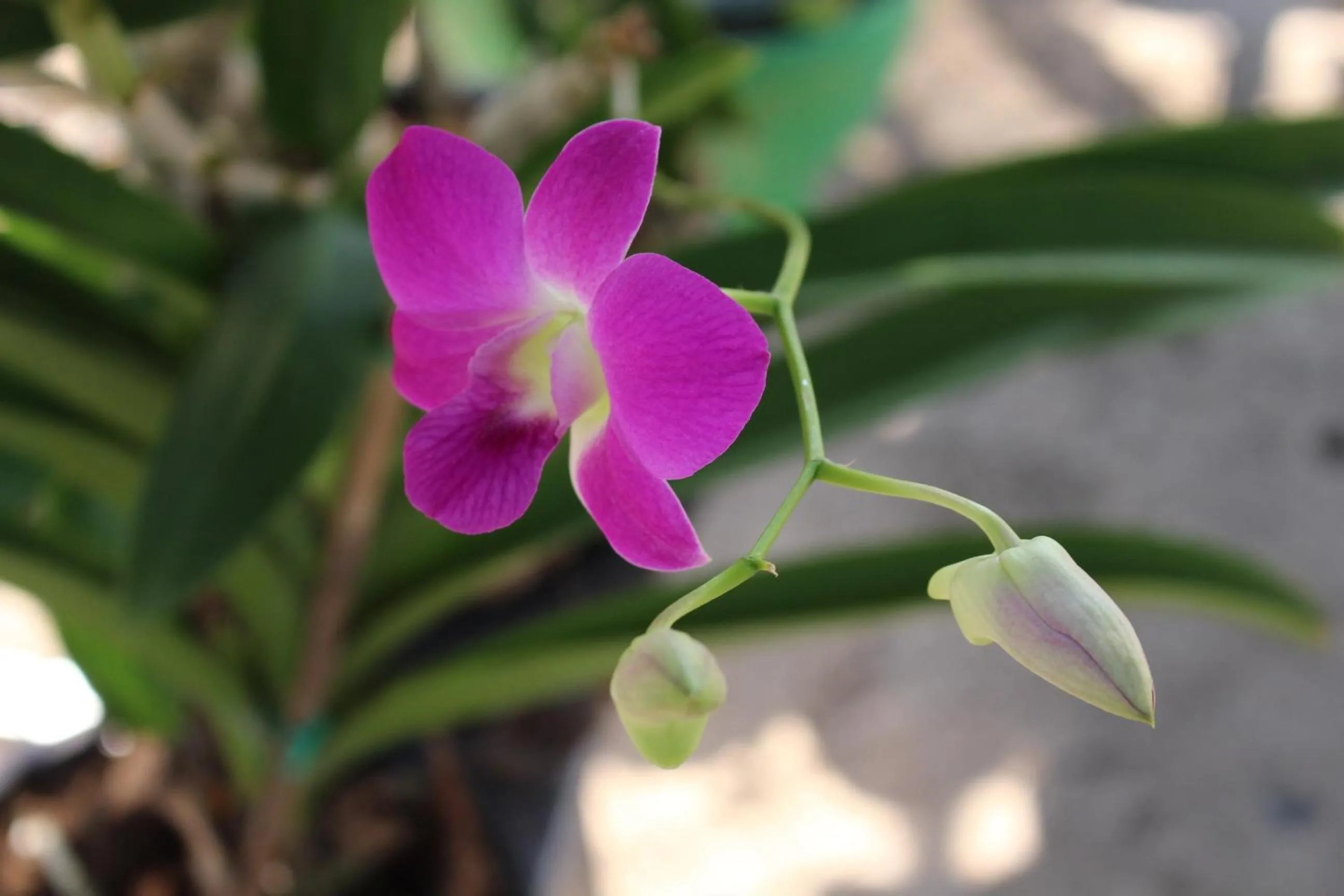 Facade/entrance in OYO 75420 Howto Hotel