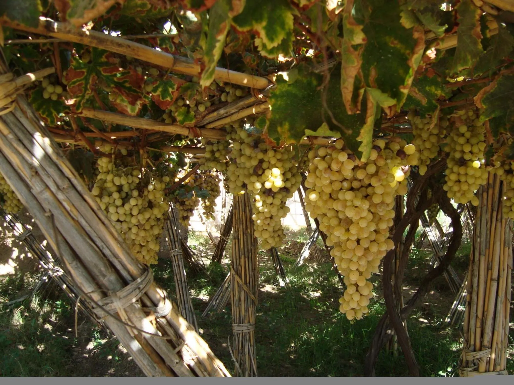 Food and drinks in Jnane Tihihit