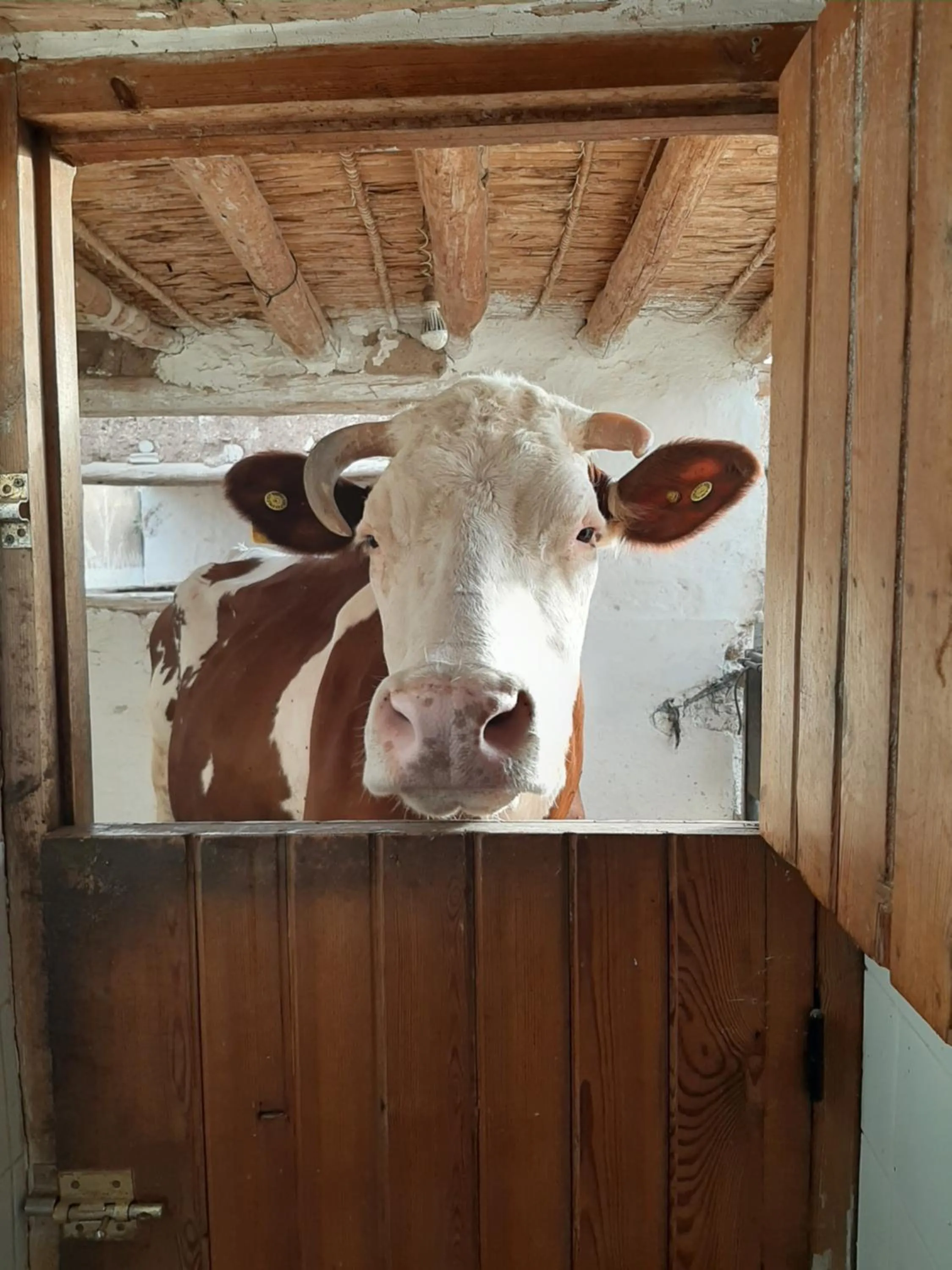 Animals in Jnane Tihihit