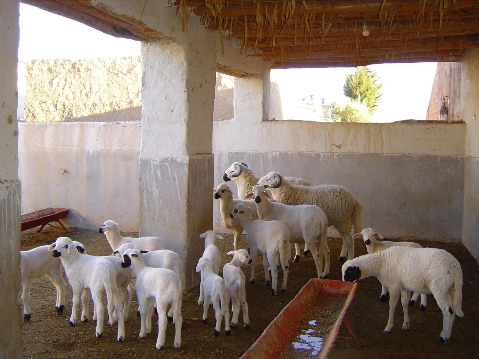 Other in Jnane Tihihit