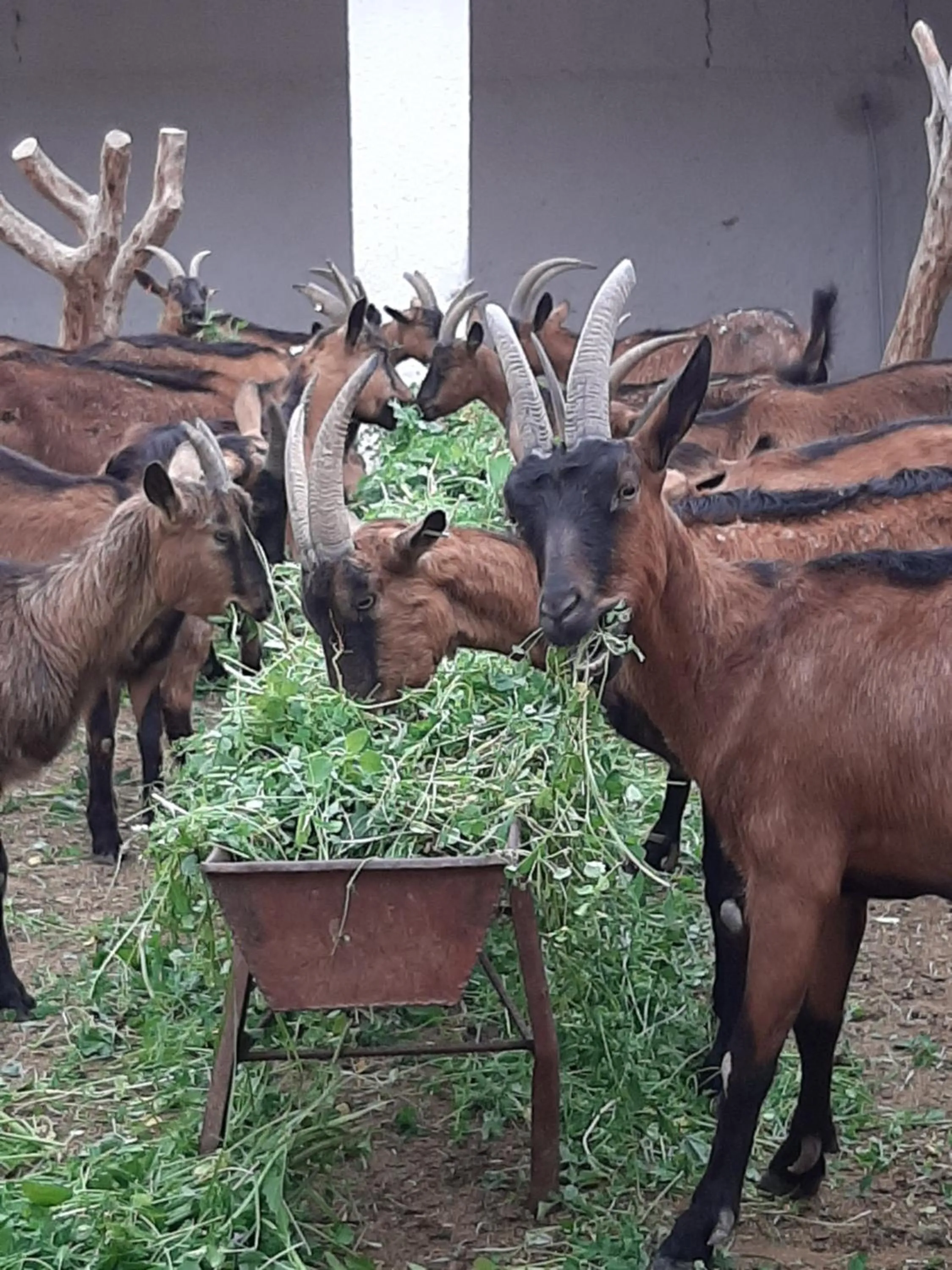 Animals in Jnane Tihihit