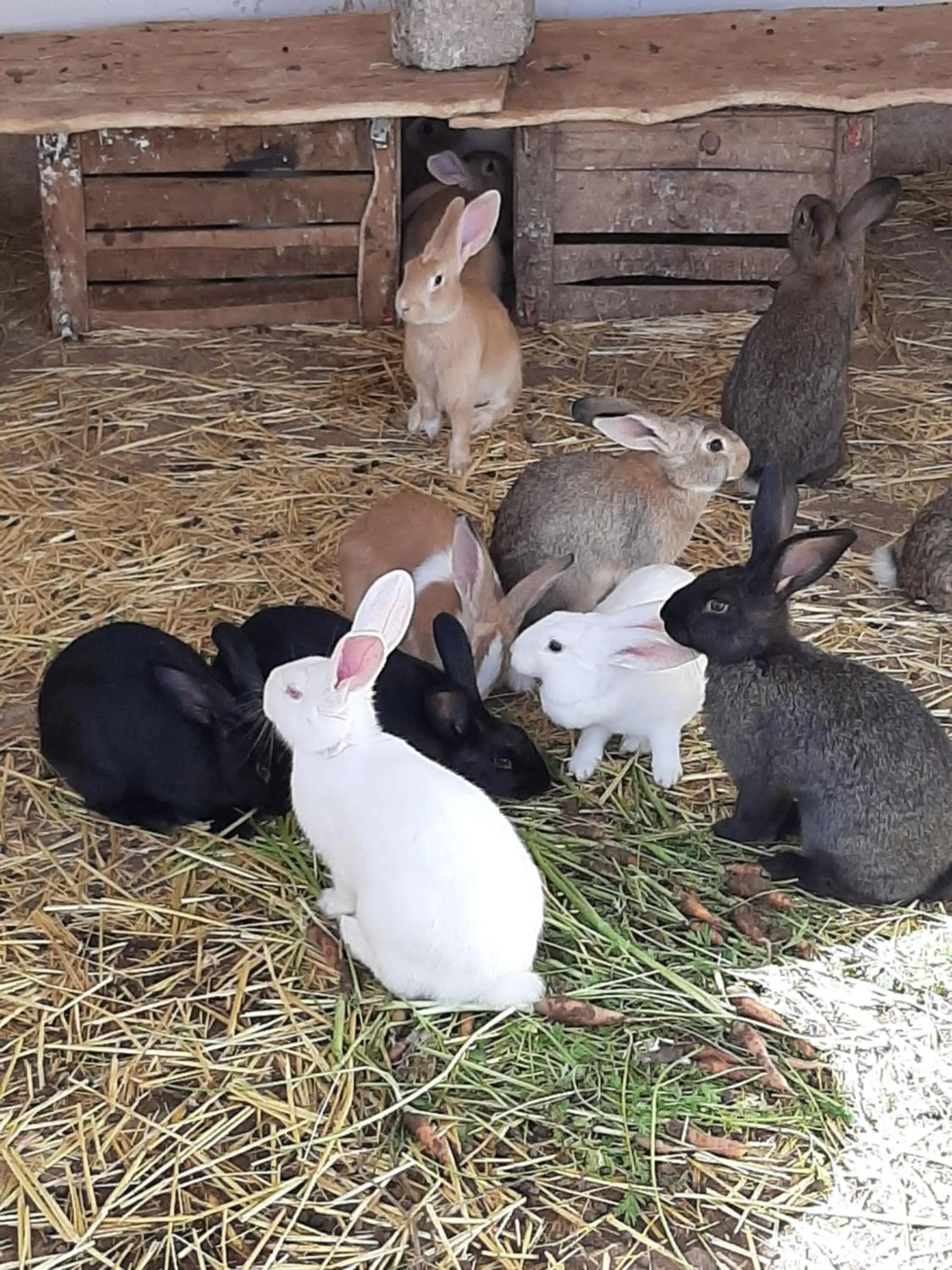 Animals in Jnane Tihihit