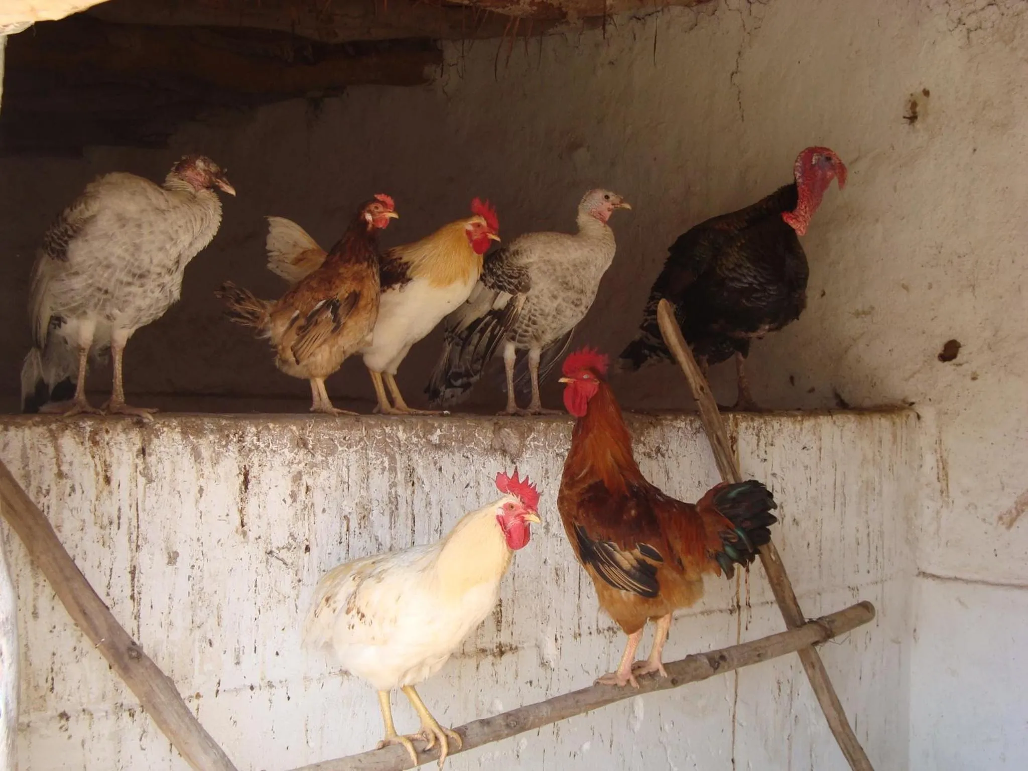 Other in Jnane Tihihit