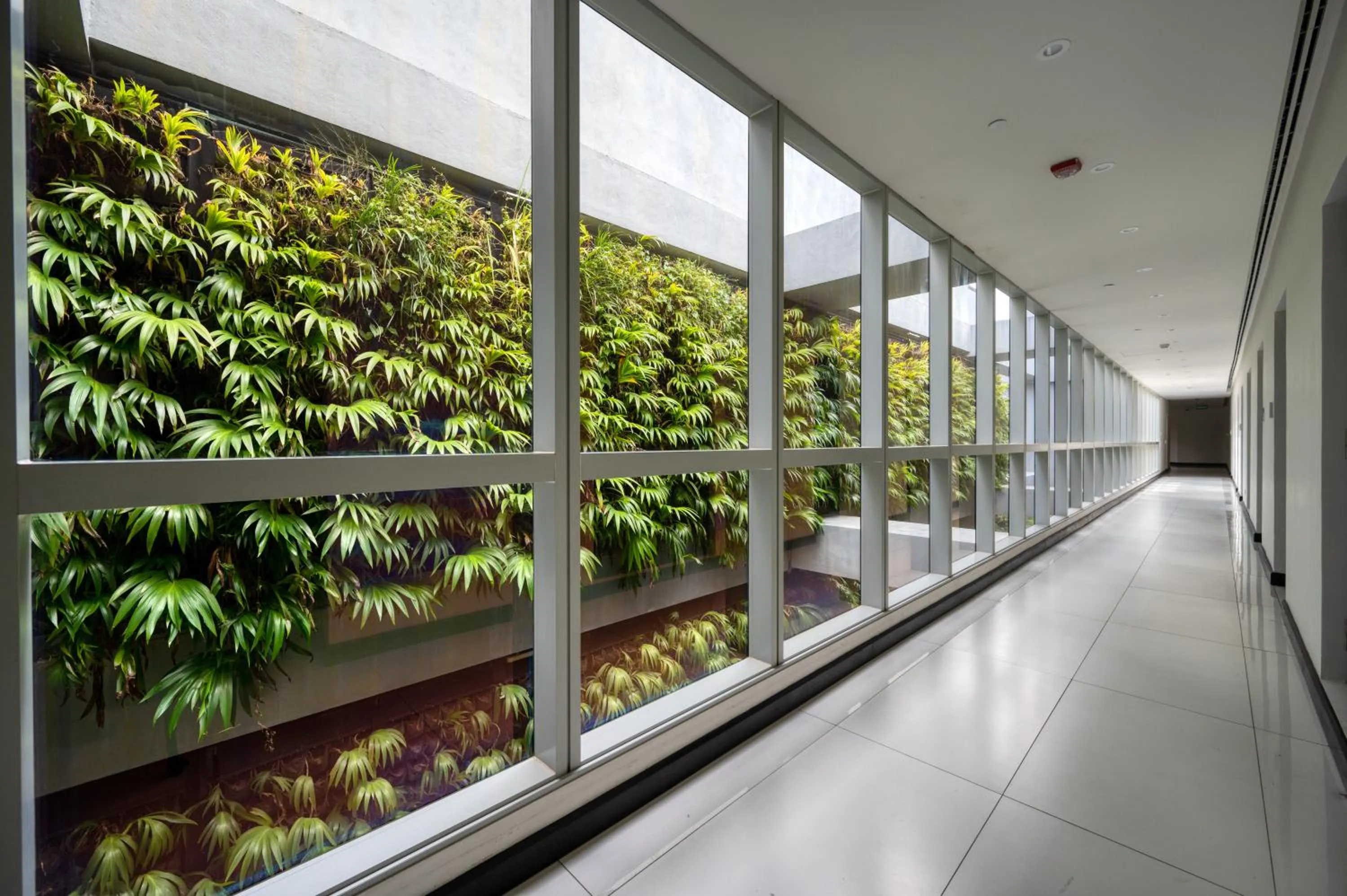 Garden in Orion City Hotel