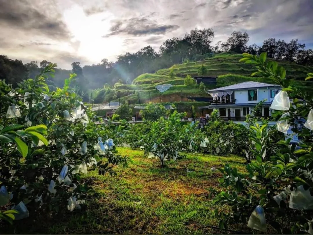 Garden view in I Do Farmstay