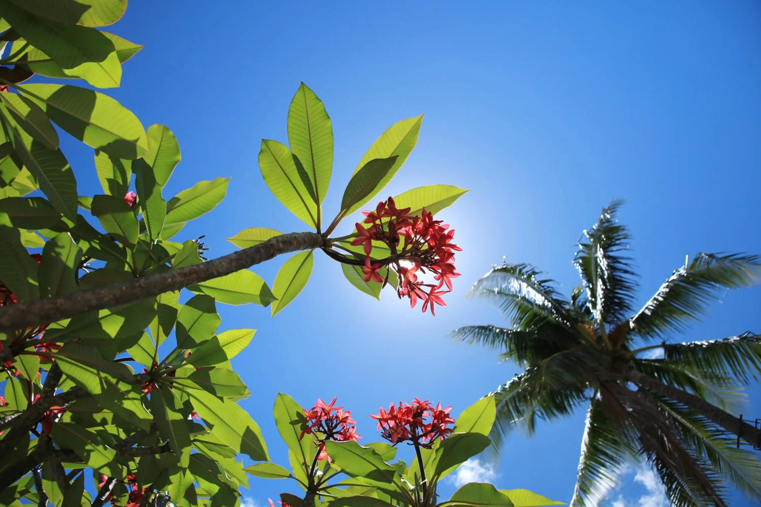 Garden view in Sofitel Kia Ora Moorea Beach Resort