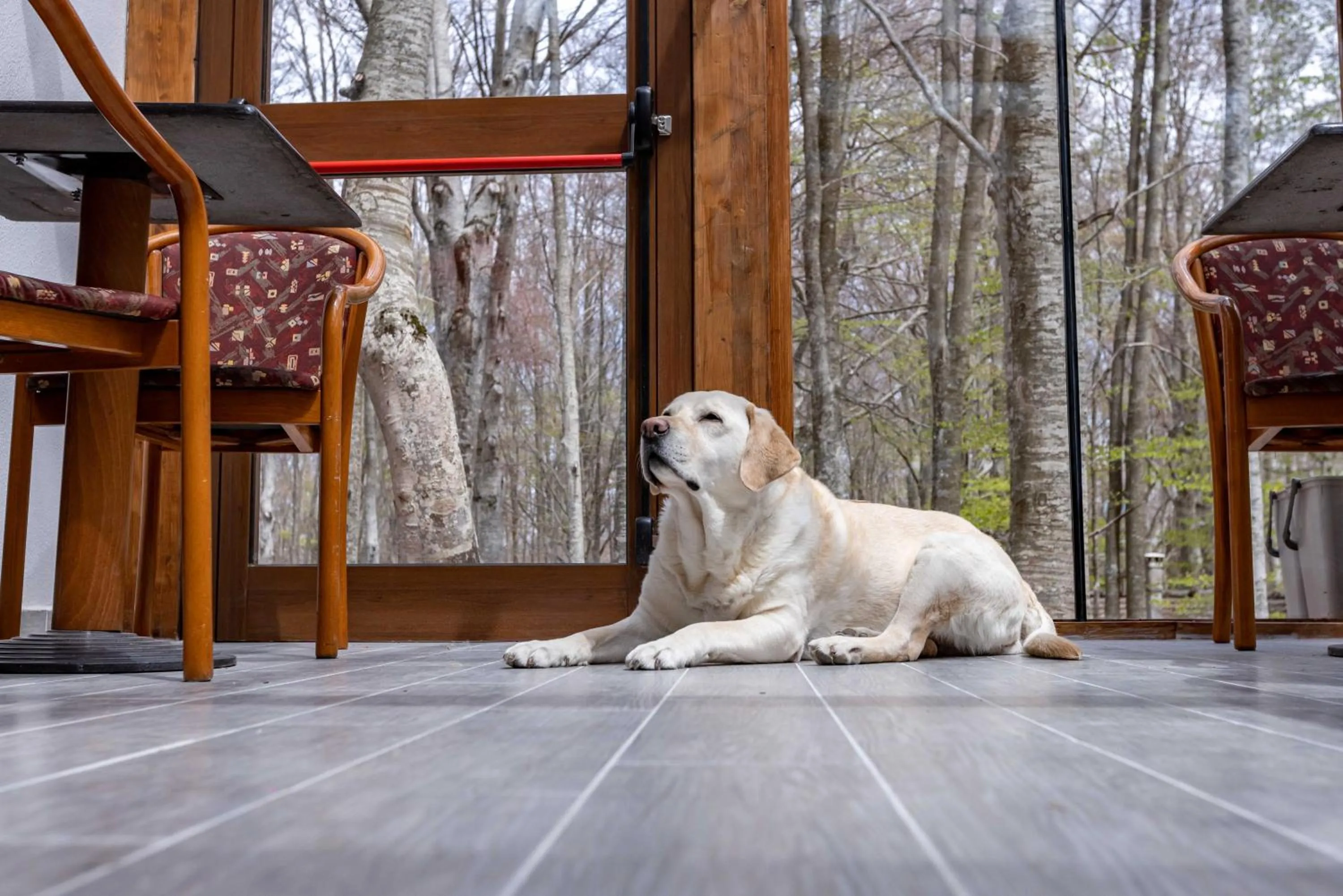 Pets in La Corteccia del Faggio