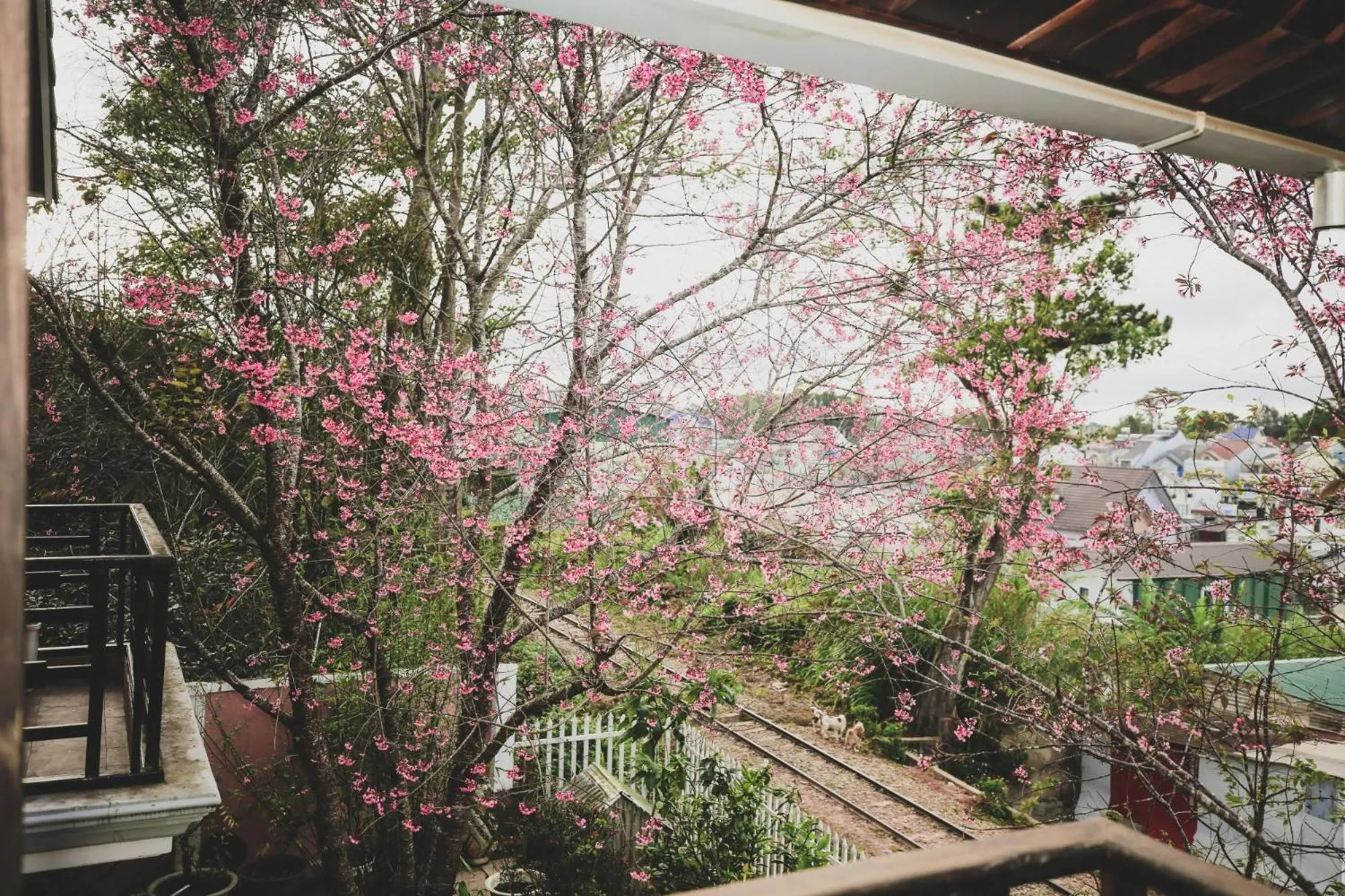 Garden in Ngọc Đông Phương Villa Home