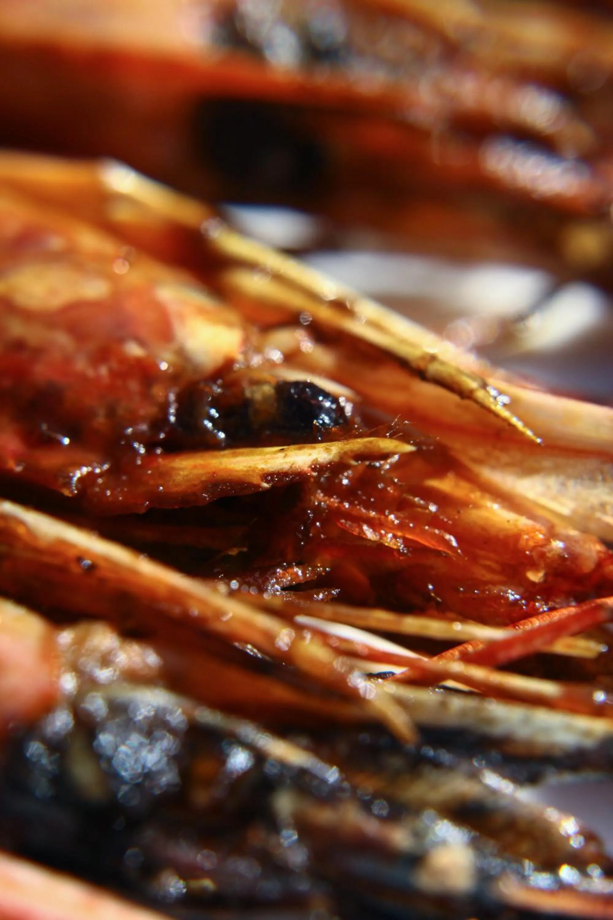 Sofitel Algiers Hamma Garden