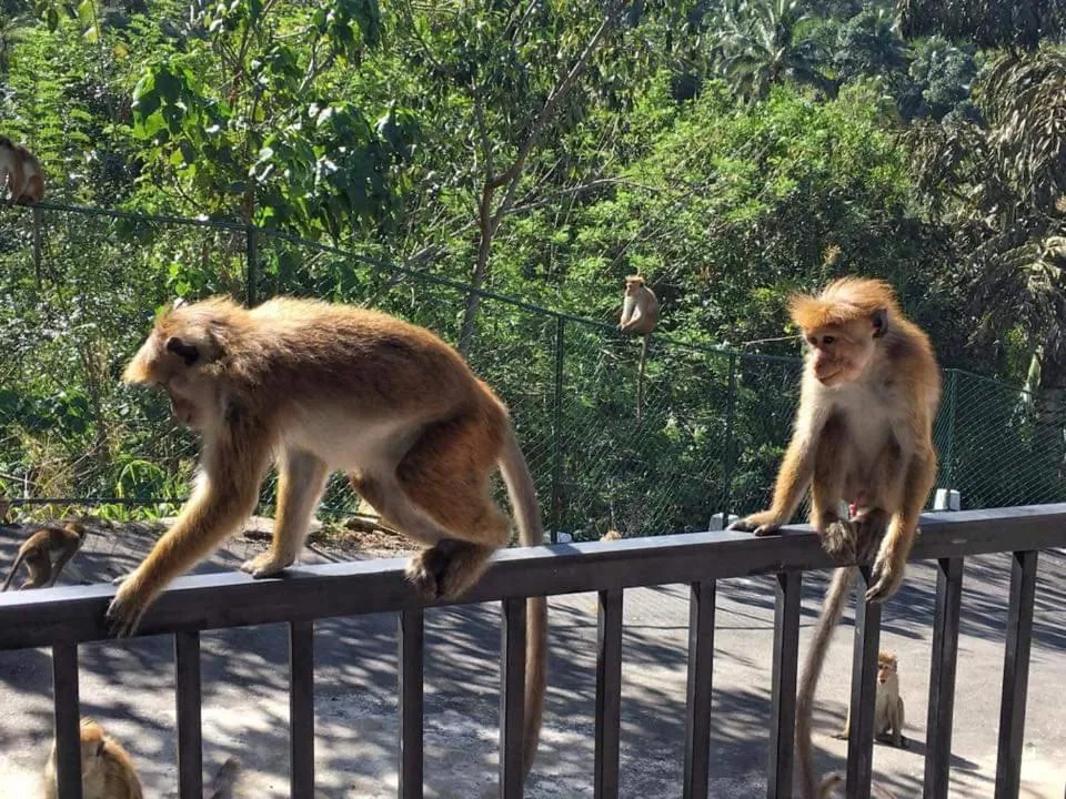 Balcony/Terrace in The Grand Hills