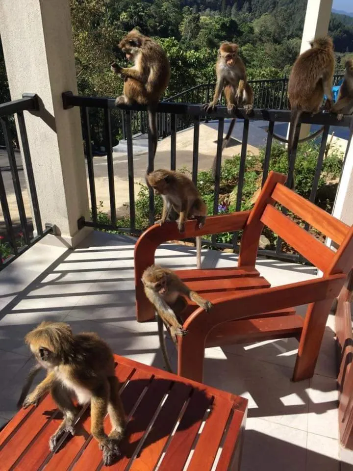 Balcony/Terrace in The Grand Hills