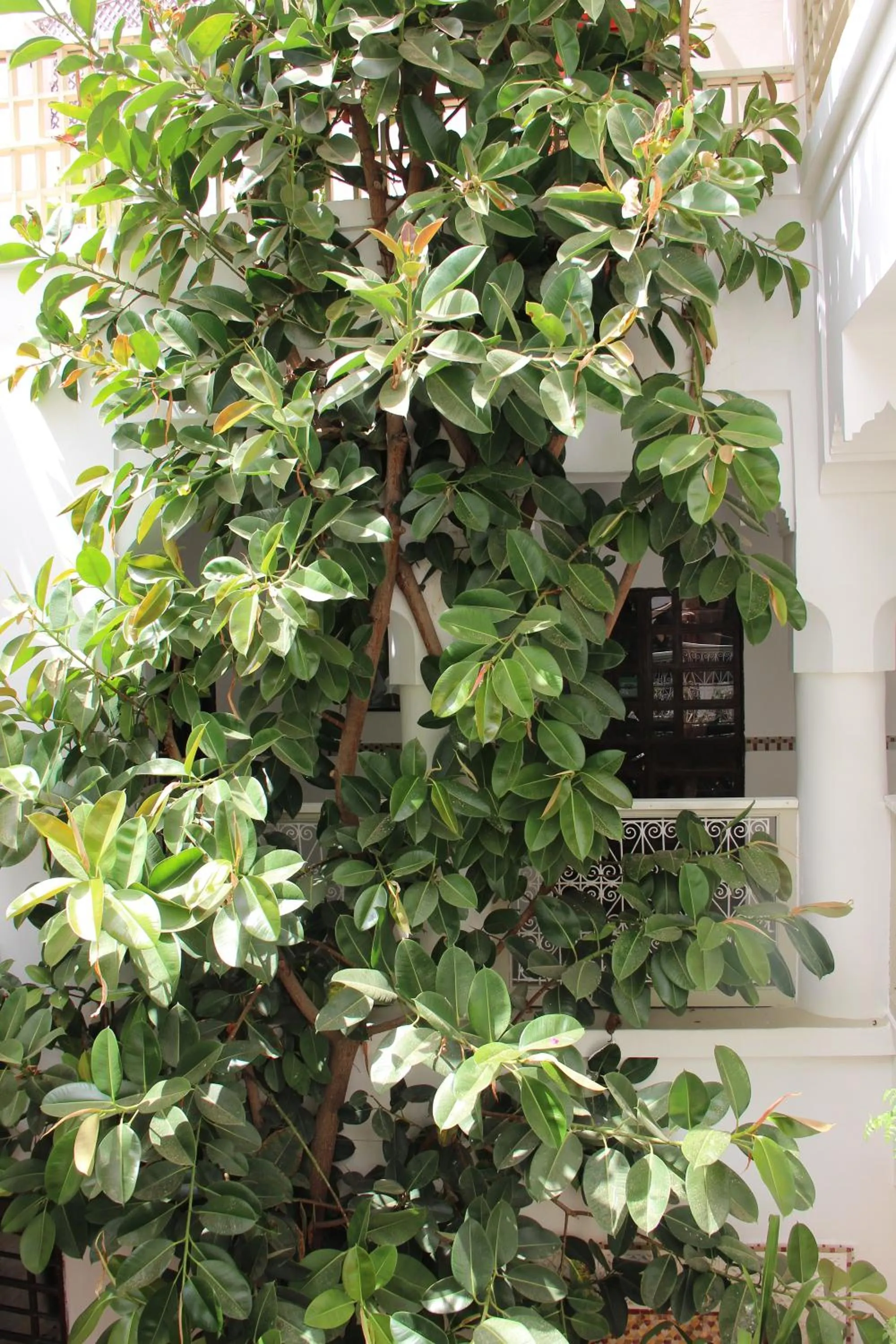 Garden in Riad Dar Nael