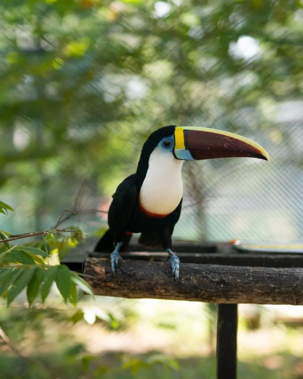 Animals in Peacock Beach Resort and Spa
