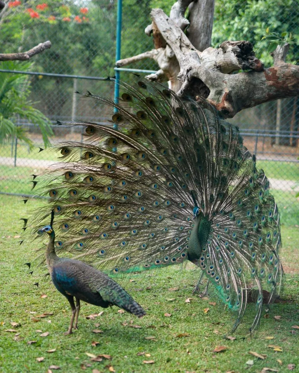 Day in Peacock Beach Resort and Spa