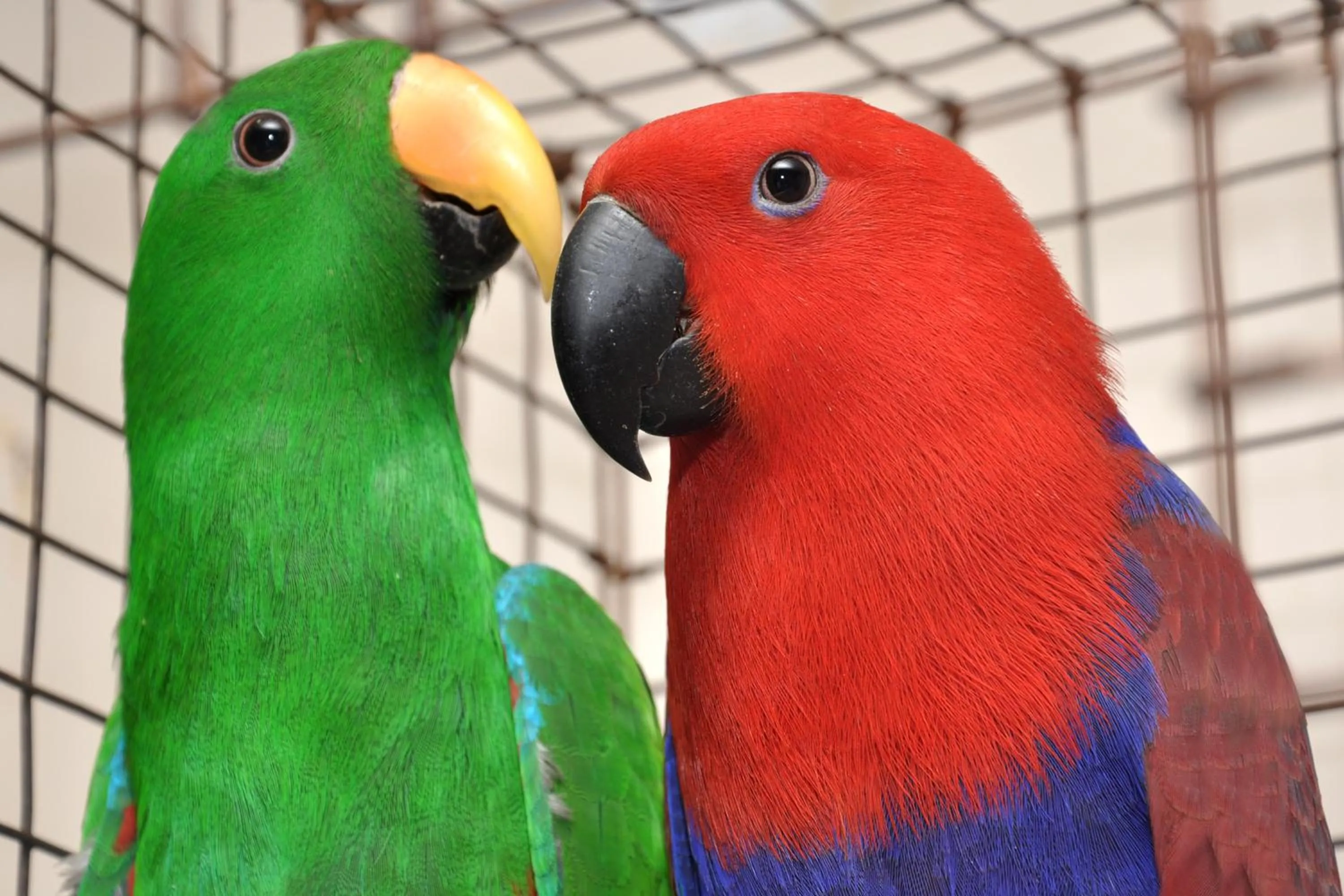 Animals in Hotel Sai Palkhi Niwara