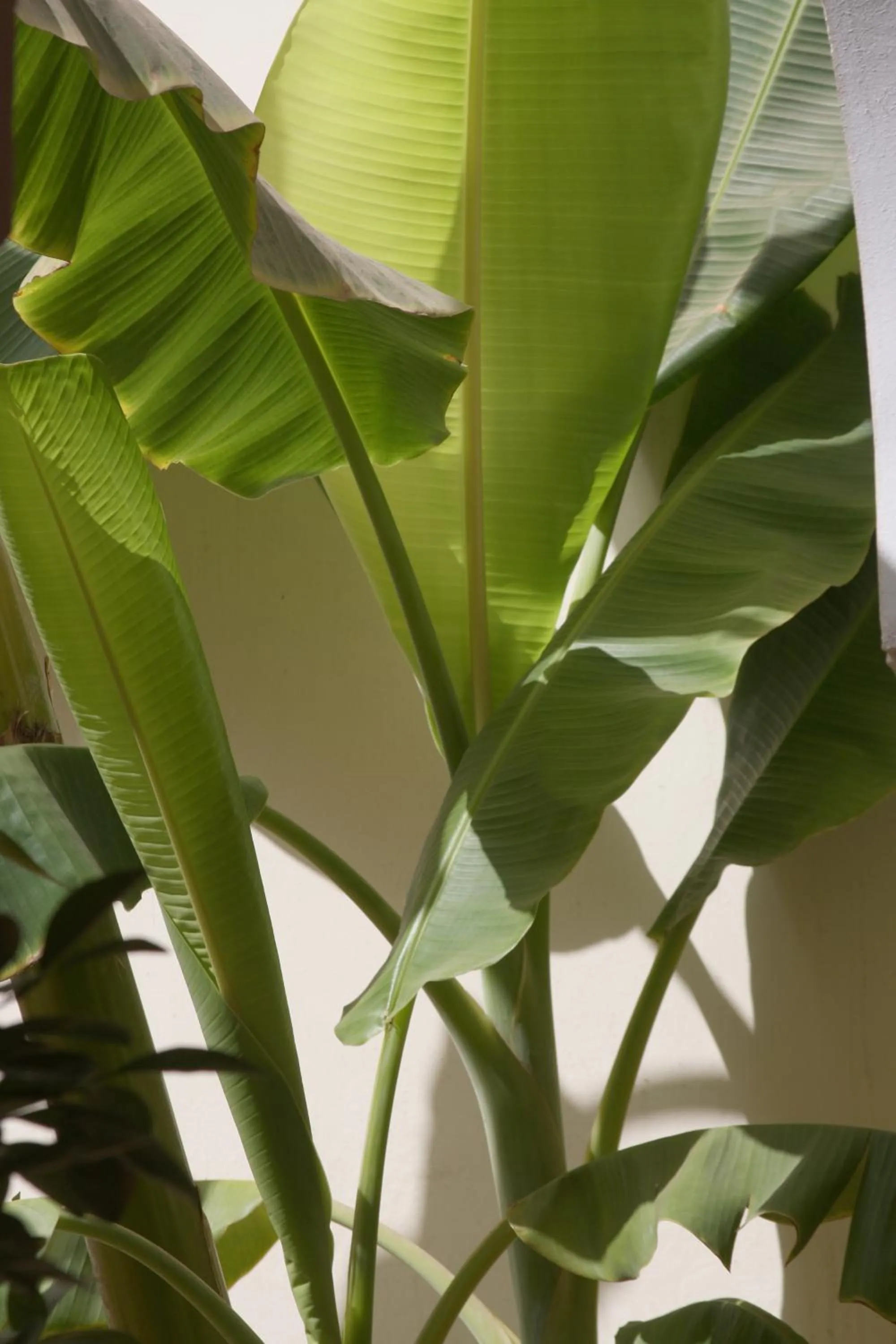 Decorative detail in Riad petit Karmela