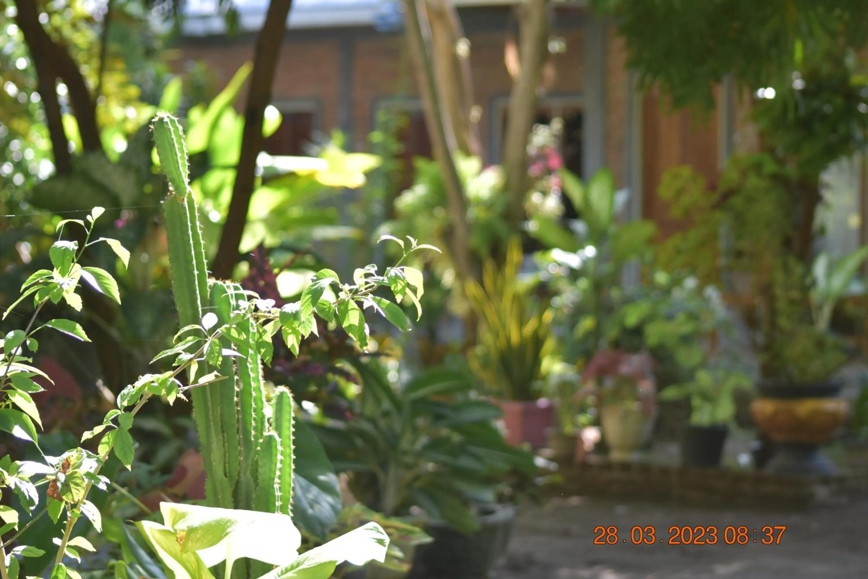 Garden in Del Mar Home Stay