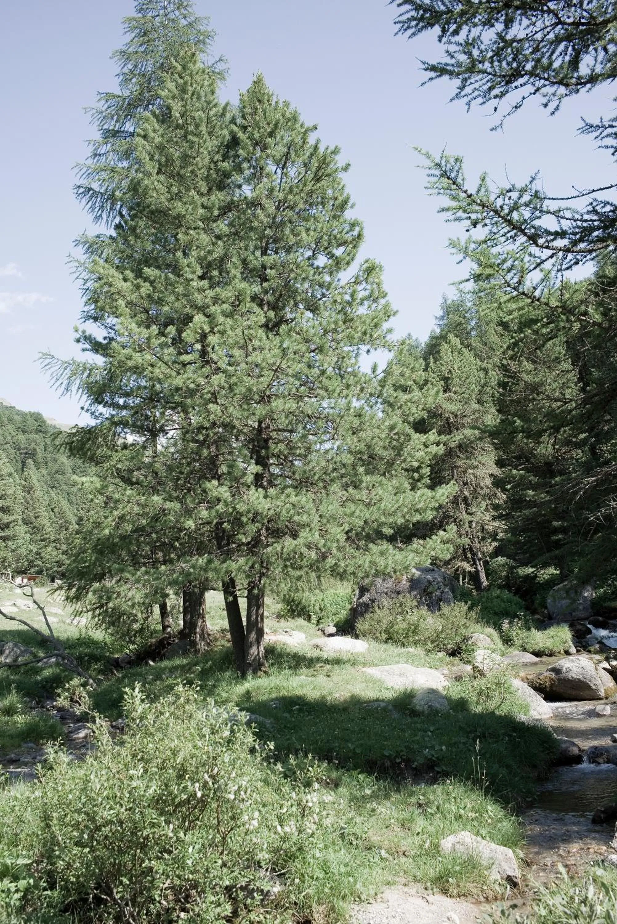 Natural landscape in Alpengasthof Crusch Alba ed Alvetern, S-charl