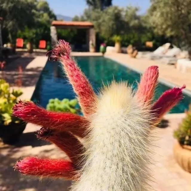 Sel d Ailleurs, Ouirgan - adults only