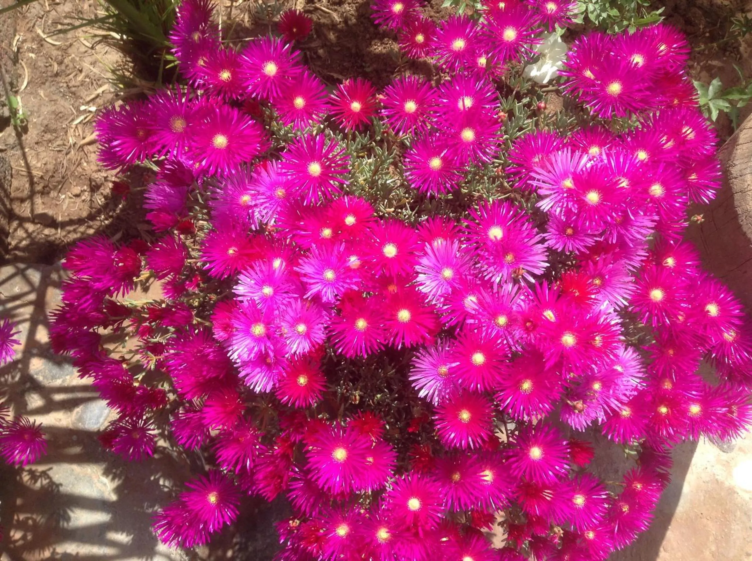 Decorative detail in Sel d Ailleurs, Ouirgan - adults only