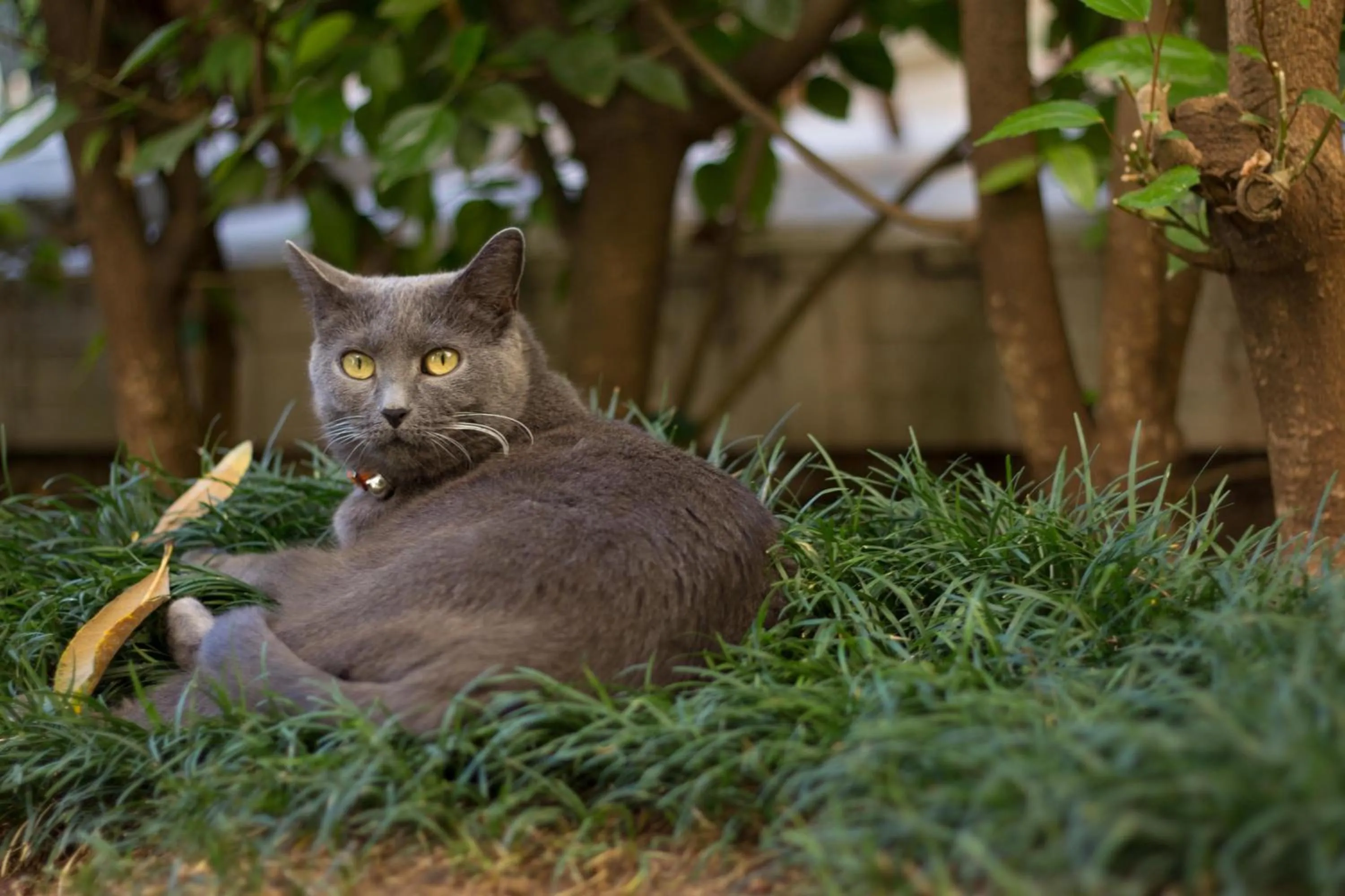 Animals in Riad Norma