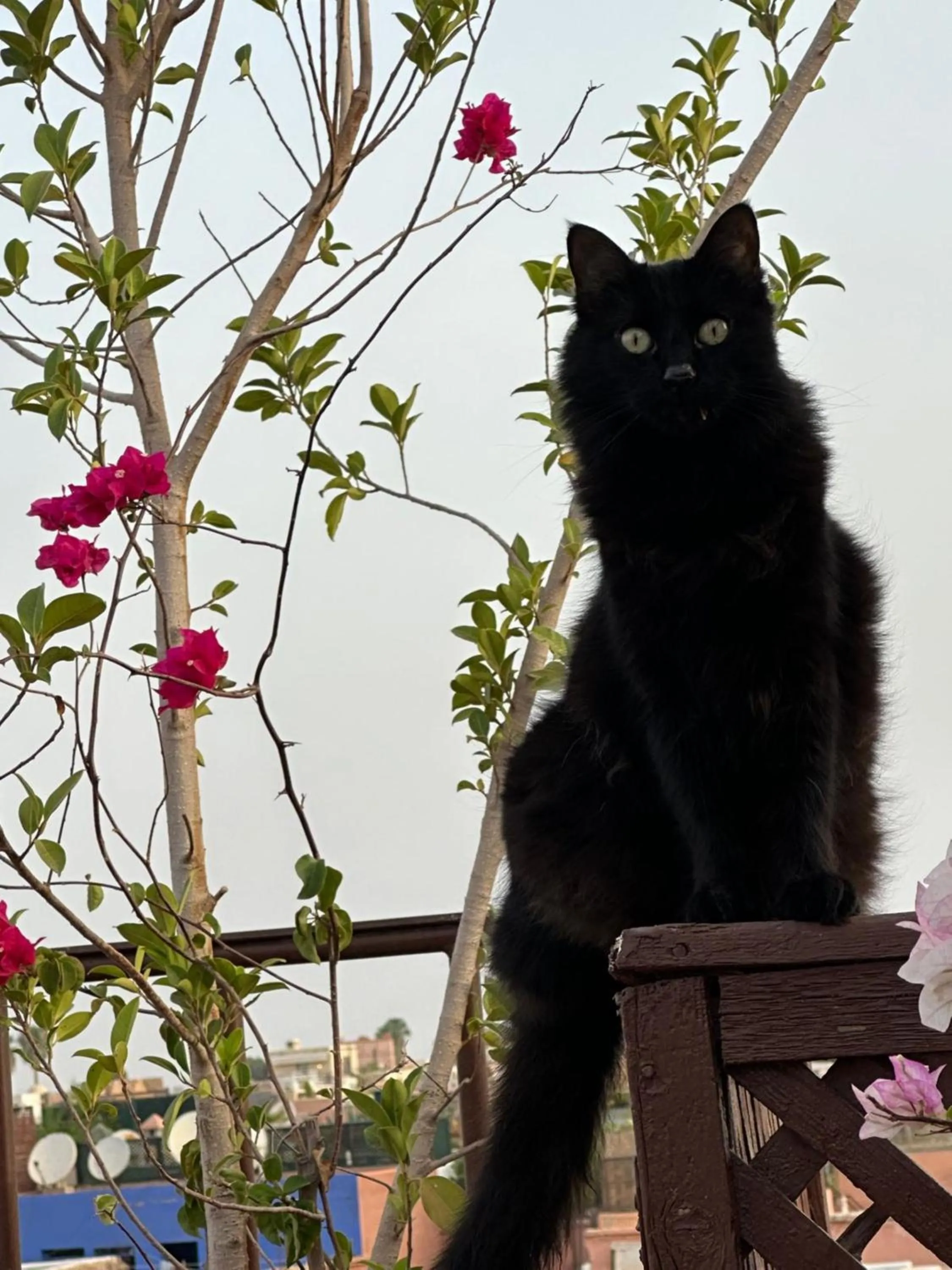 Pets in Riad Aubrac