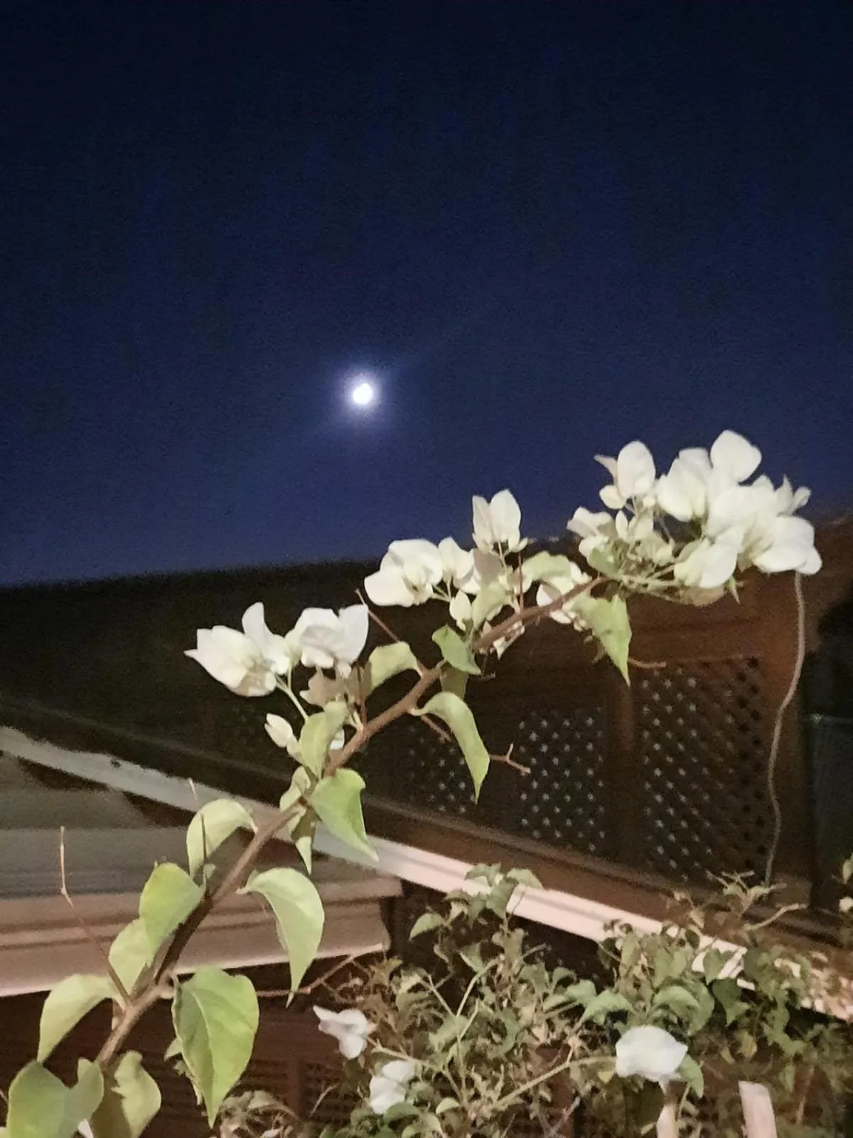 Patio in Riad Aubrac