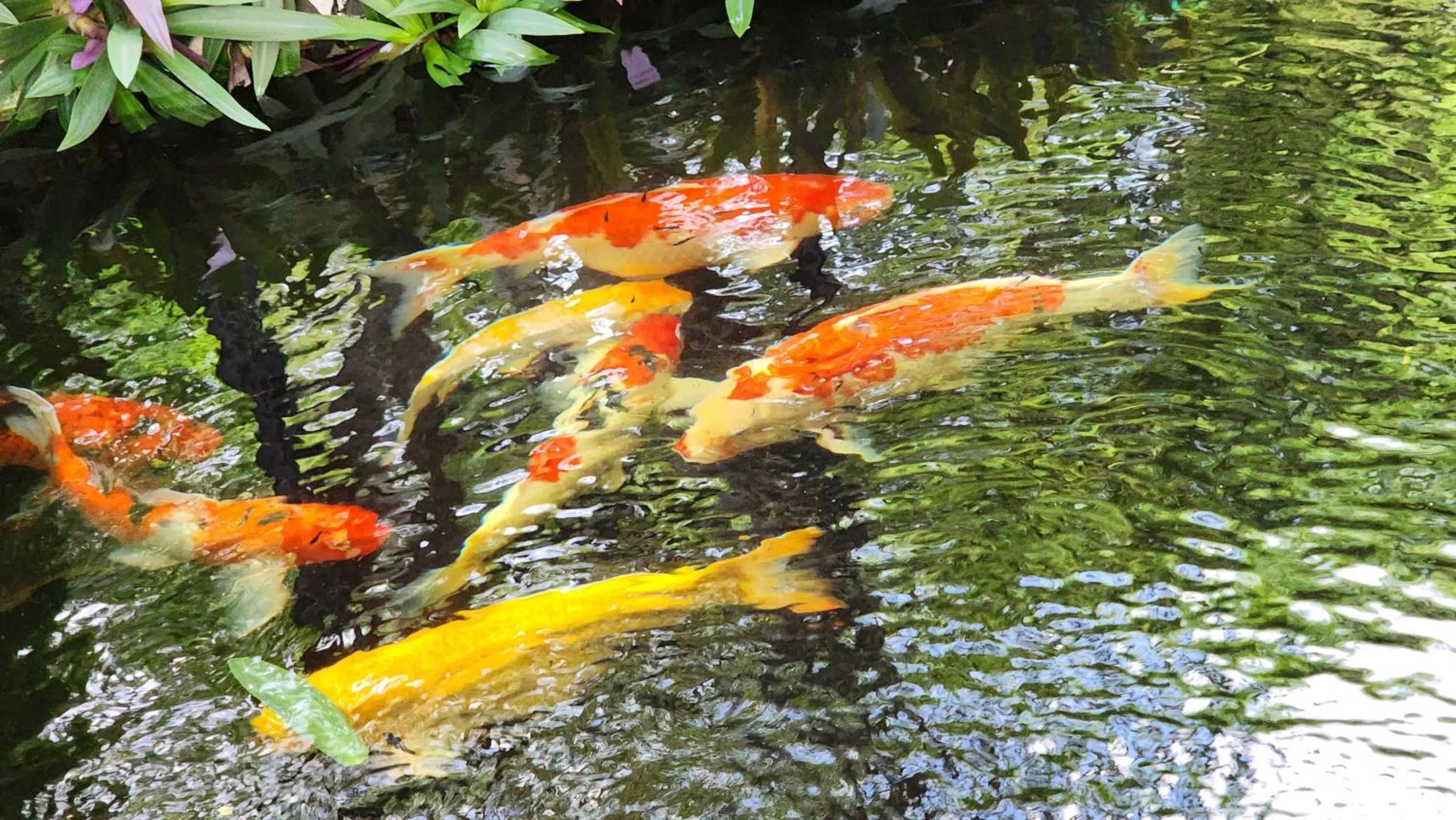 Natural landscape in Alaita Boutique Phuket