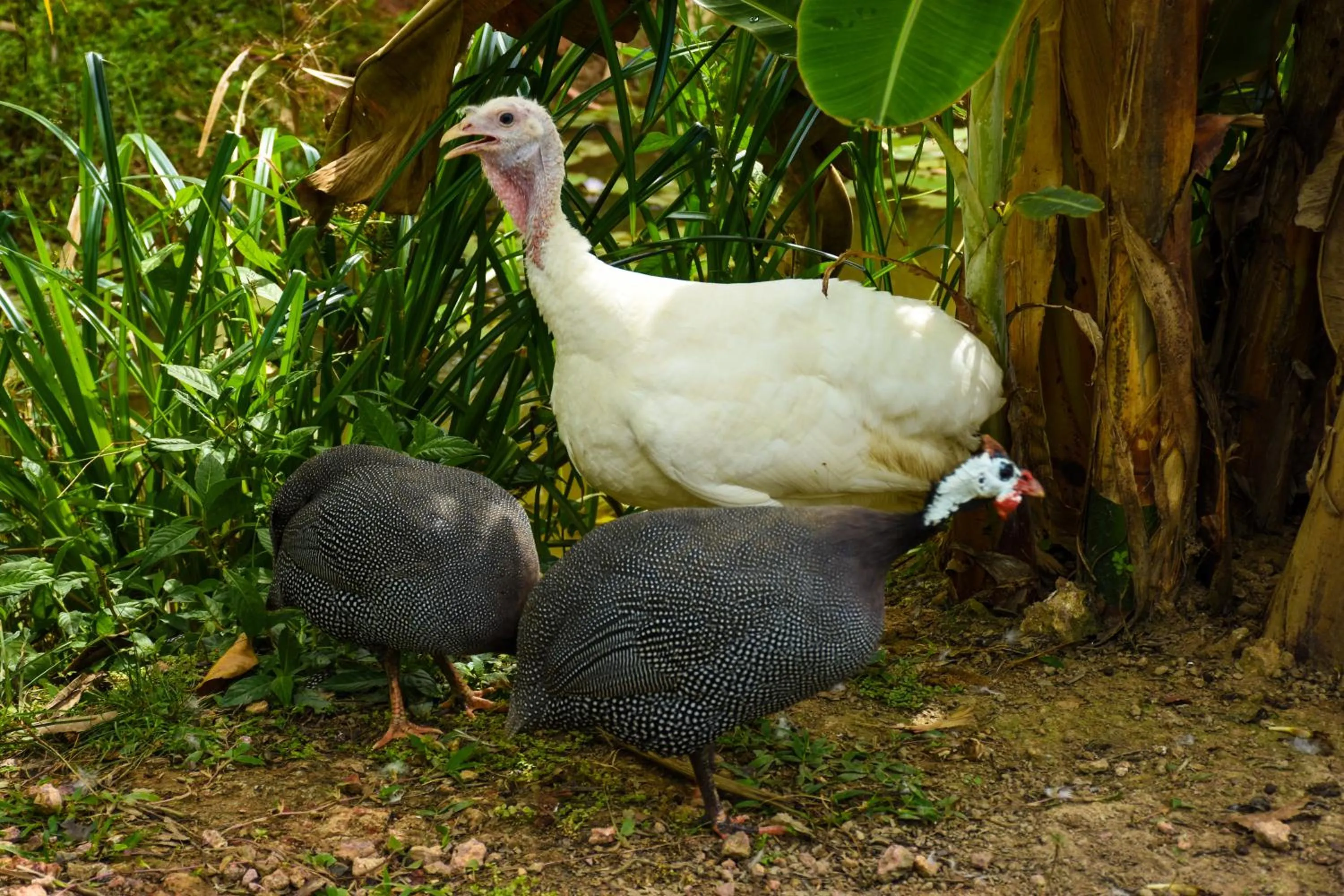 Animals in Steps Garden Resort