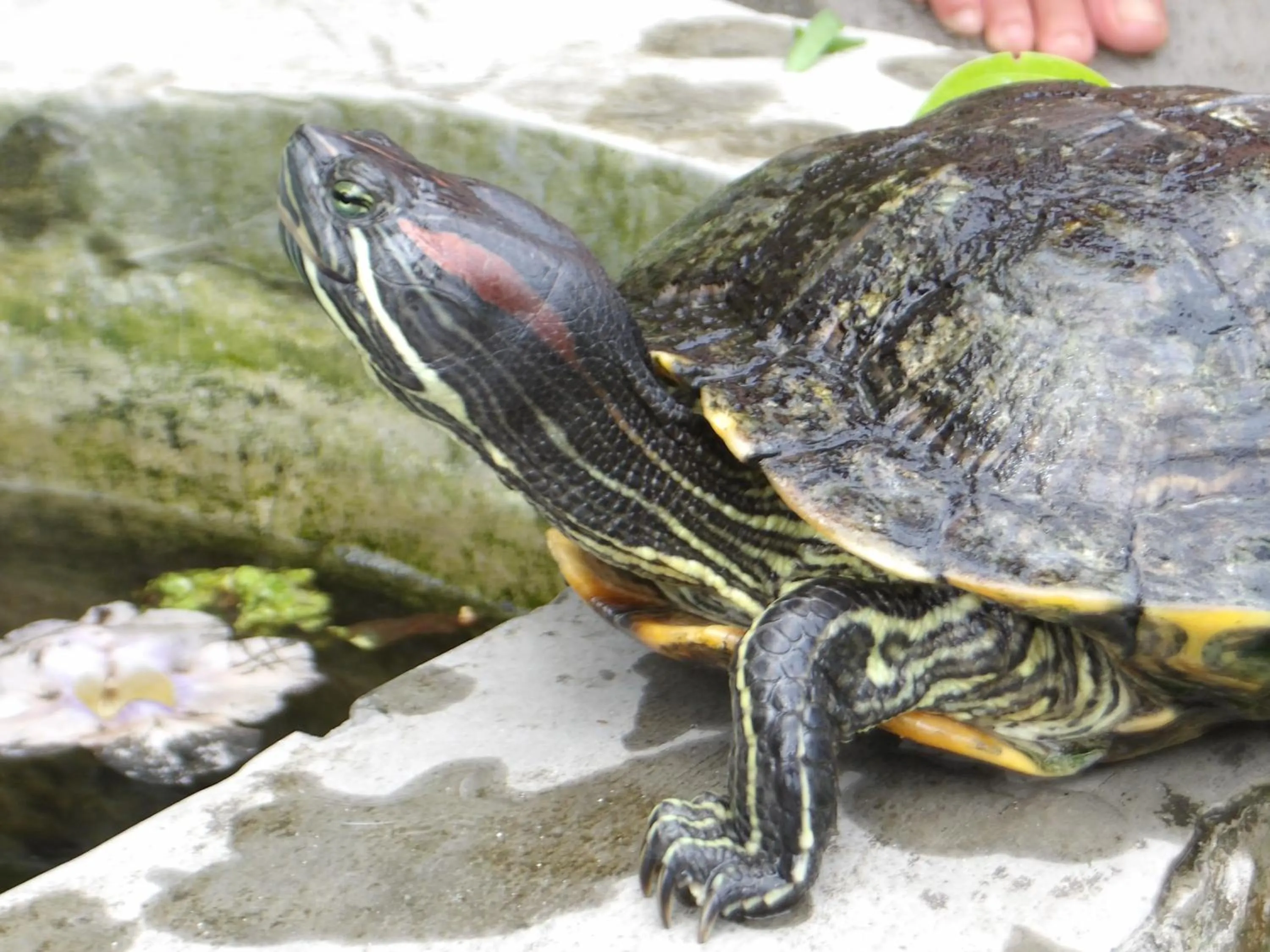 Animals in Steps Garden Resort