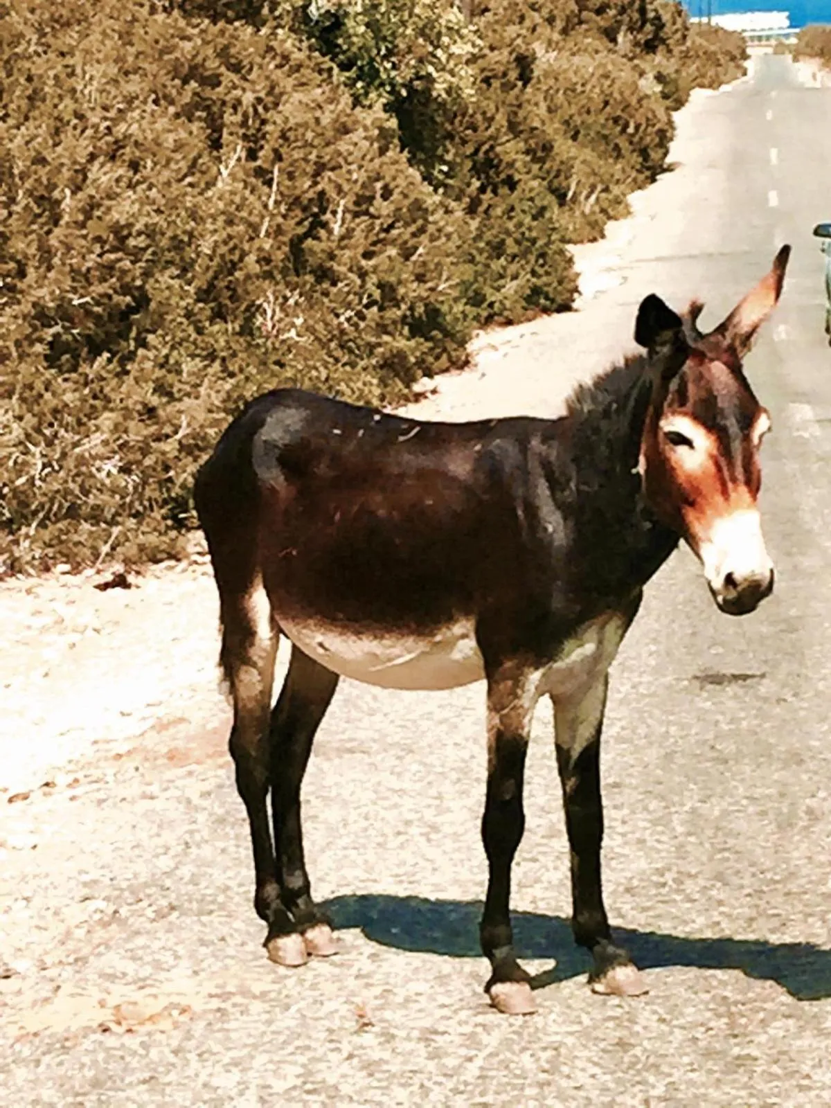 Animals in Royal Goddess Guest House, Walled City