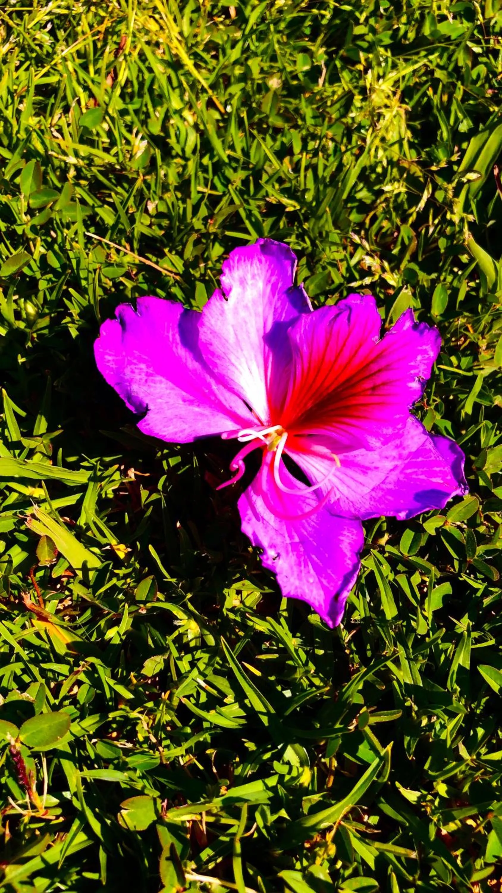 Spring in Royal Goddess Guest House, Walled City