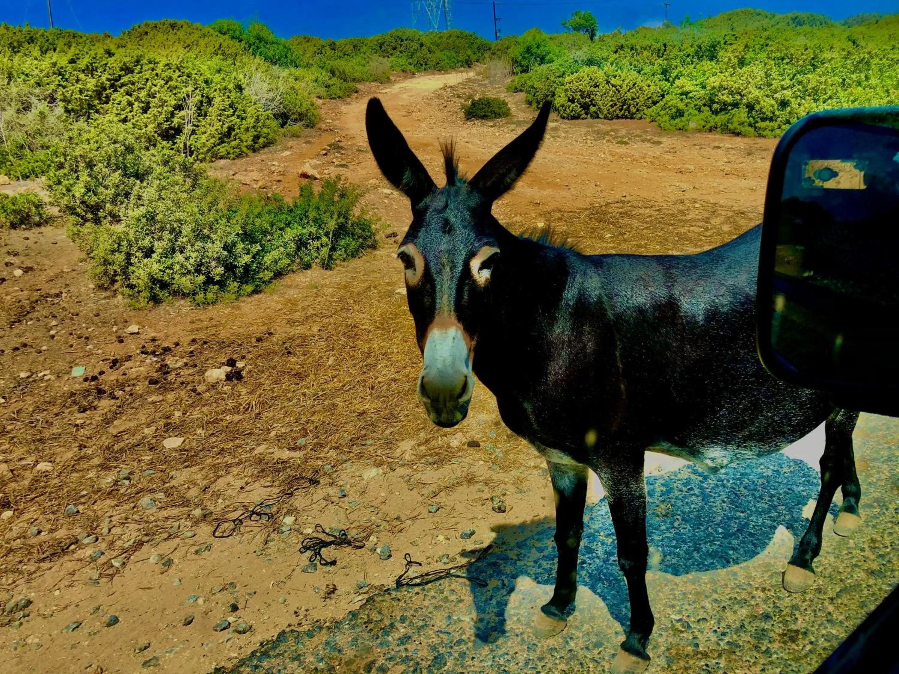 Animals in Royal Goddess Guest House, Walled City