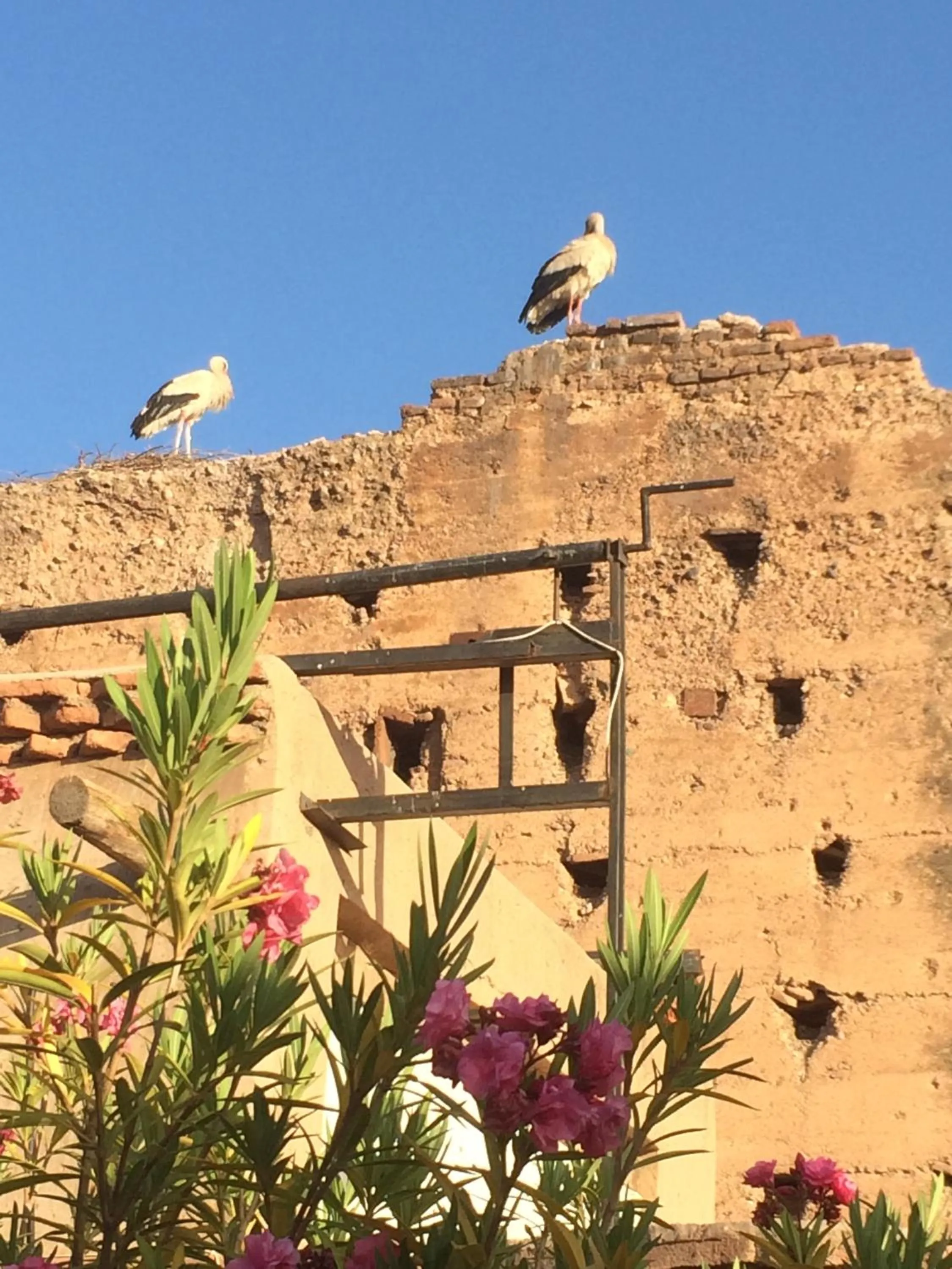 Balcony/Terrace in Riad Carina
