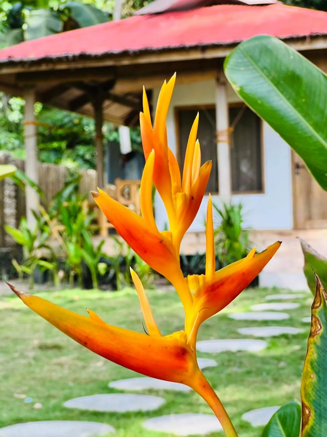 AA Jungle Guesthouse Deluxe