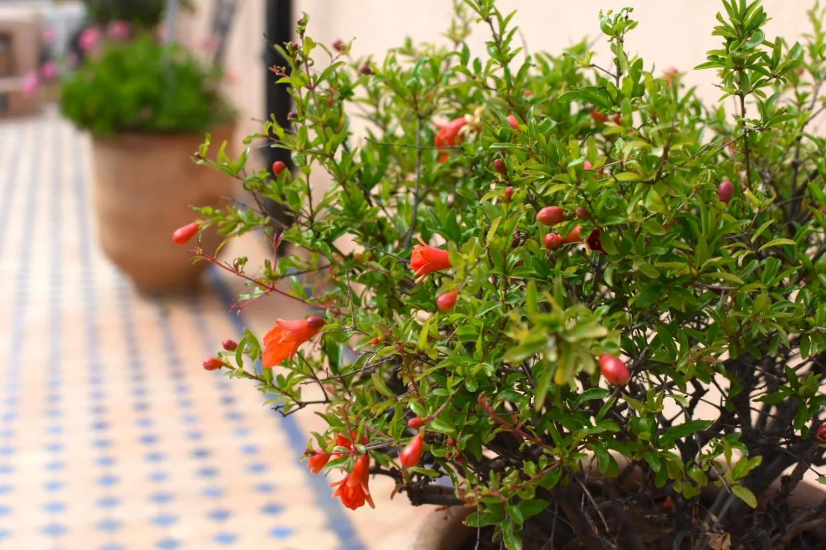 Patio in Riad Yacout