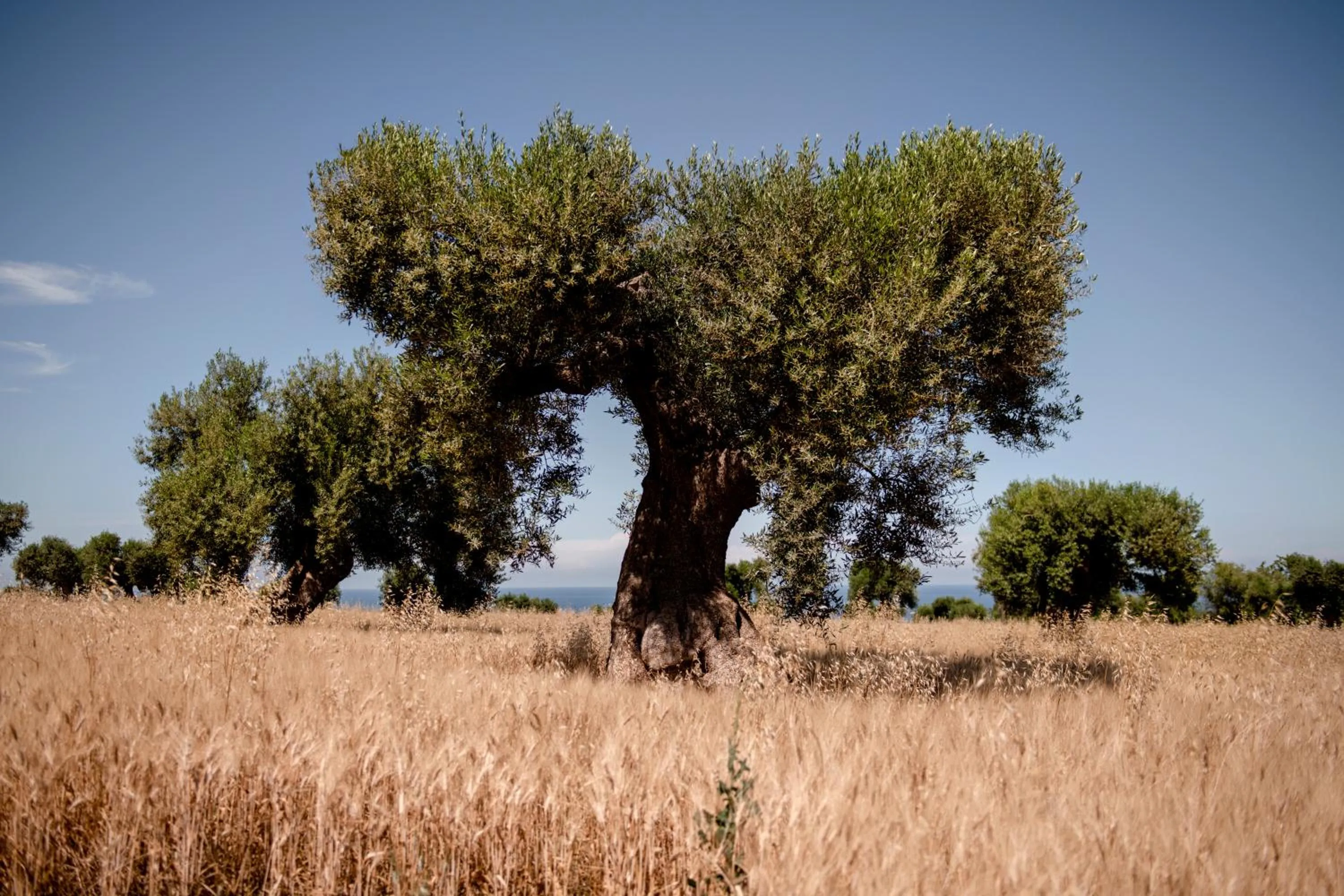 Garden in Masseria Auraterrae