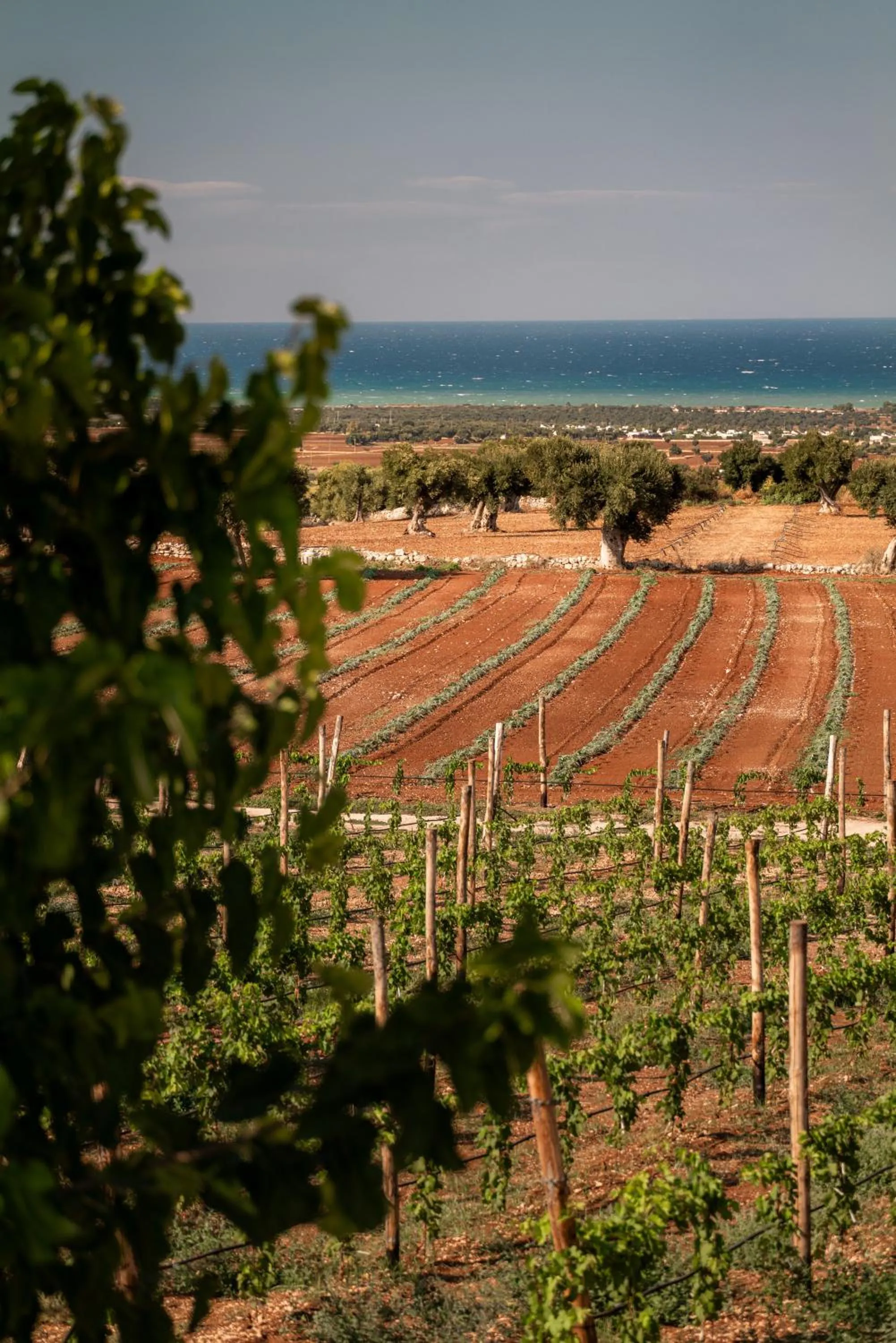 Day in Masseria Auraterrae